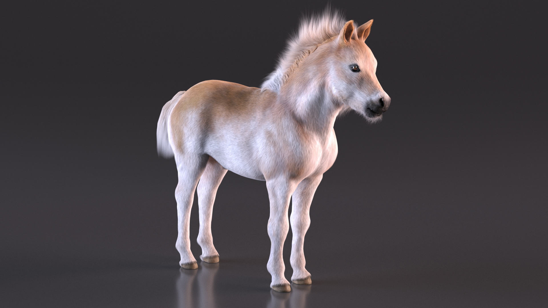 Realistic Shetland Pony Fur Rigged 3D model