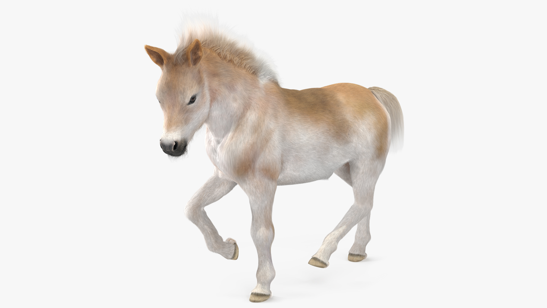 Realistic Shetland Pony Fur Rigged 3D model