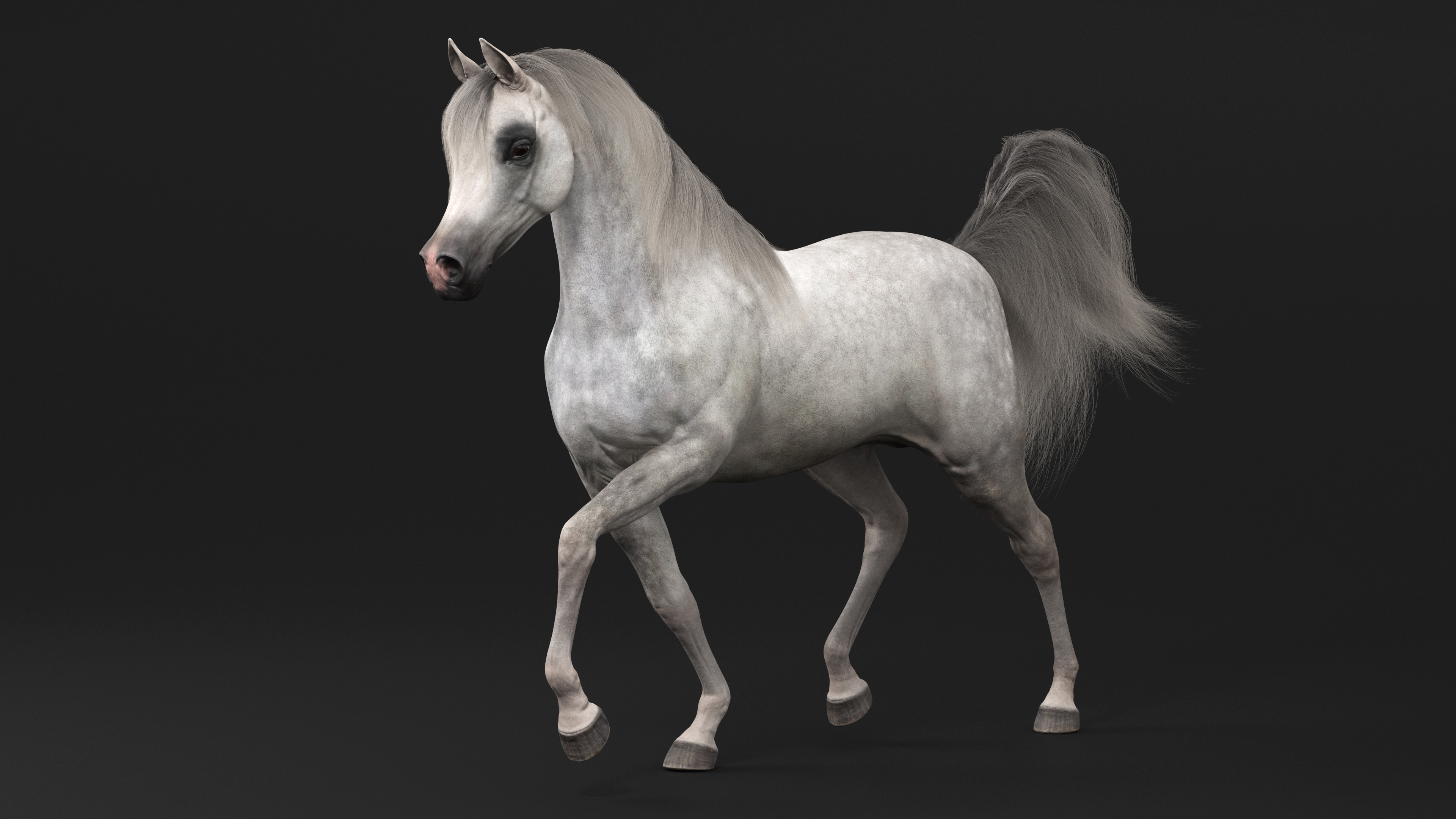 3D Walking Arabian Horse Gray Dappled Fur model