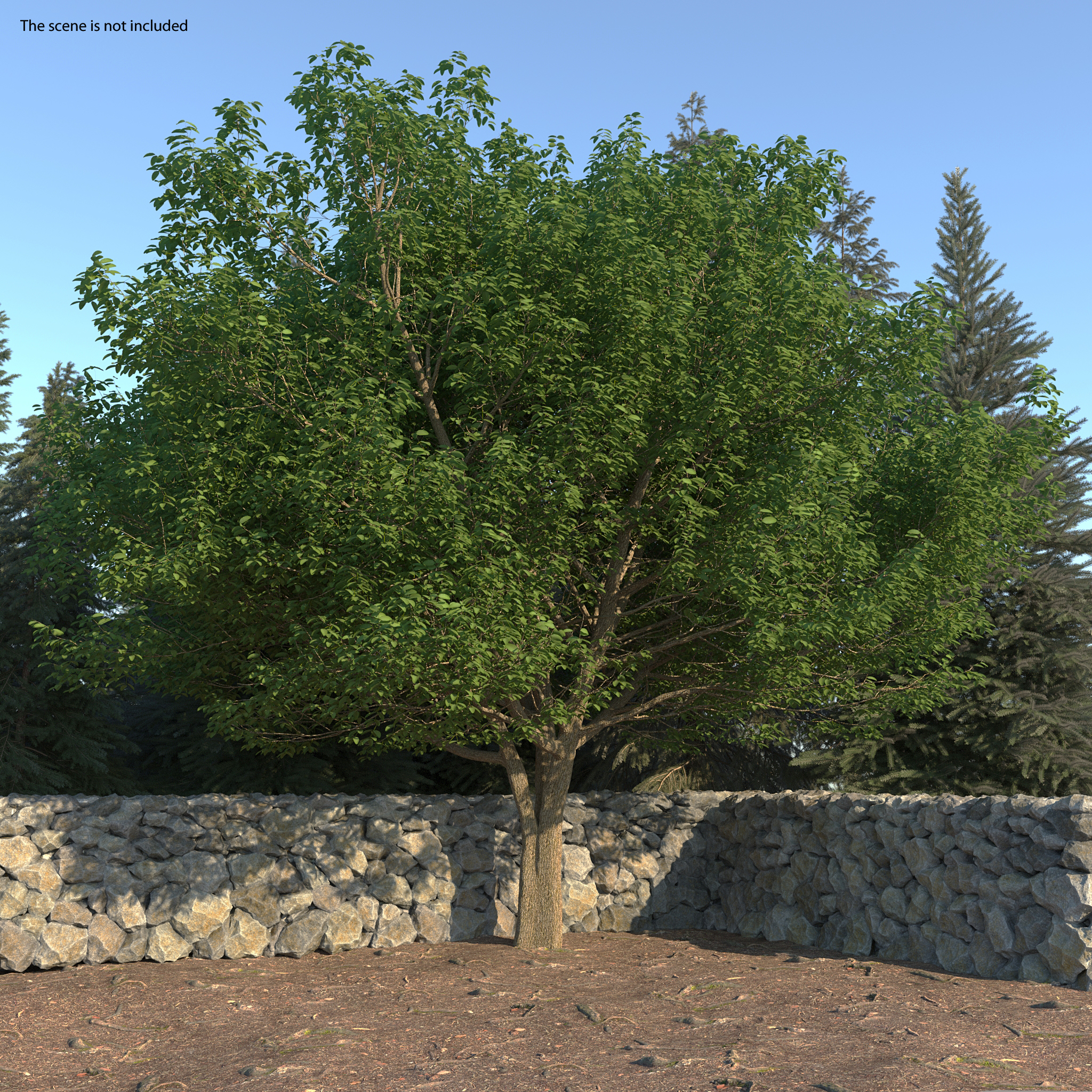 White Ash Tree 3D model