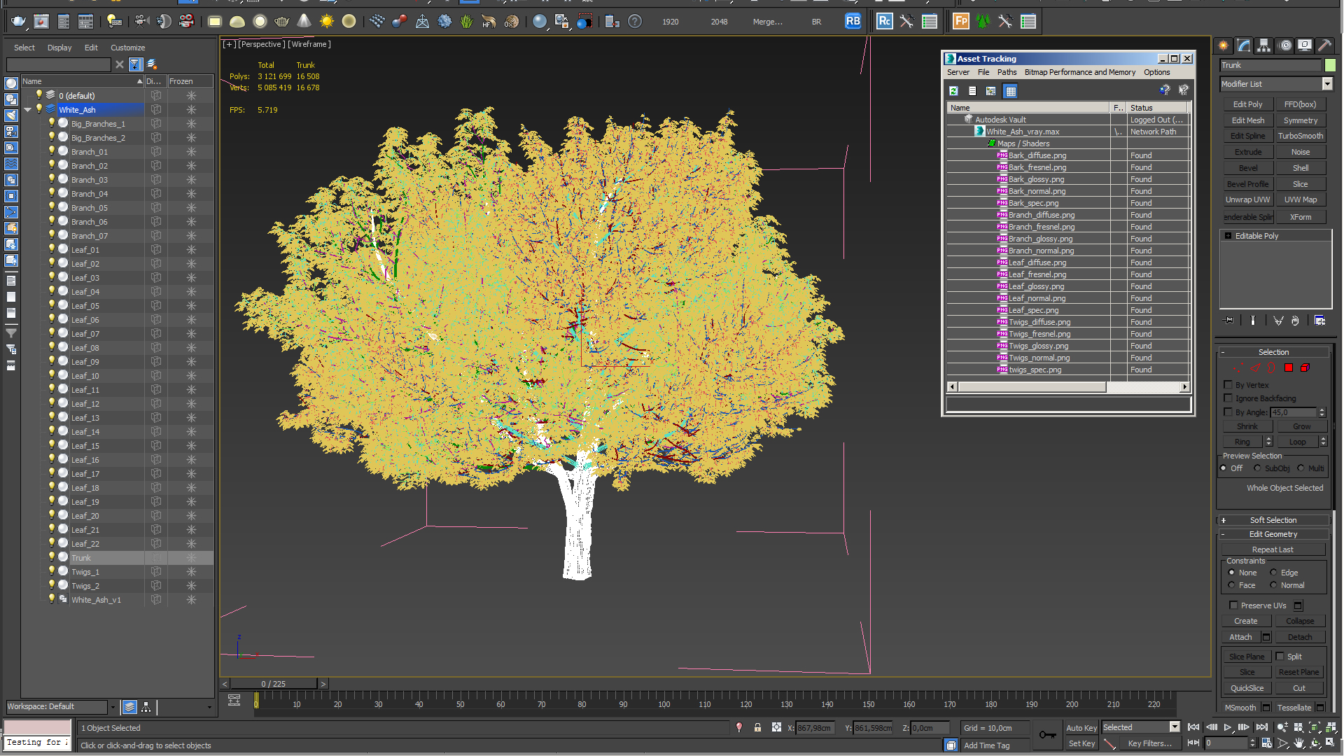 White Ash Tree 3D model