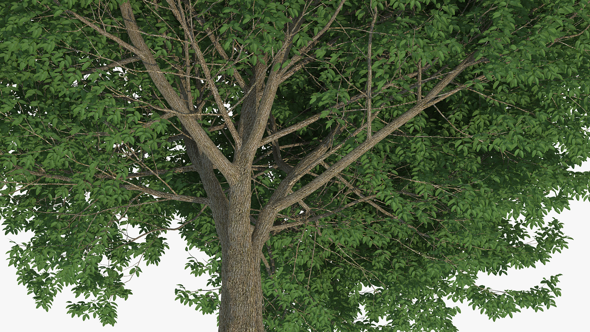 White Ash Tree 3D model