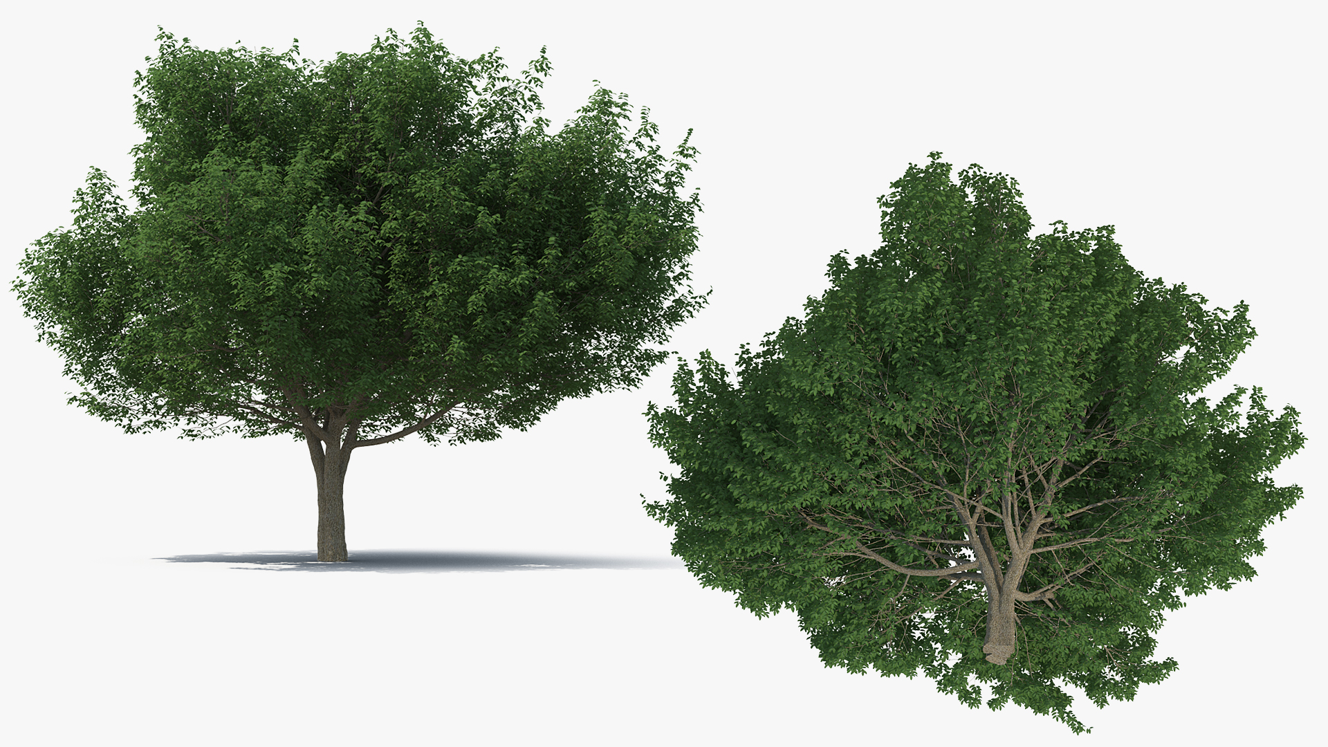 White Ash Tree 3D model