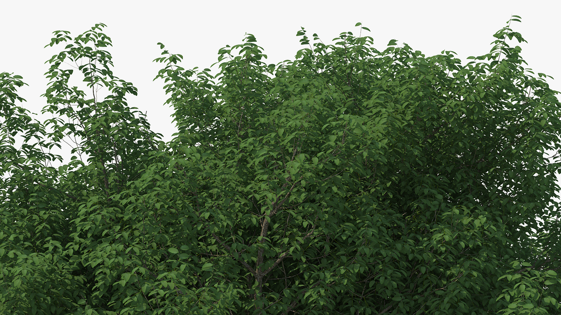 White Ash Tree 3D model