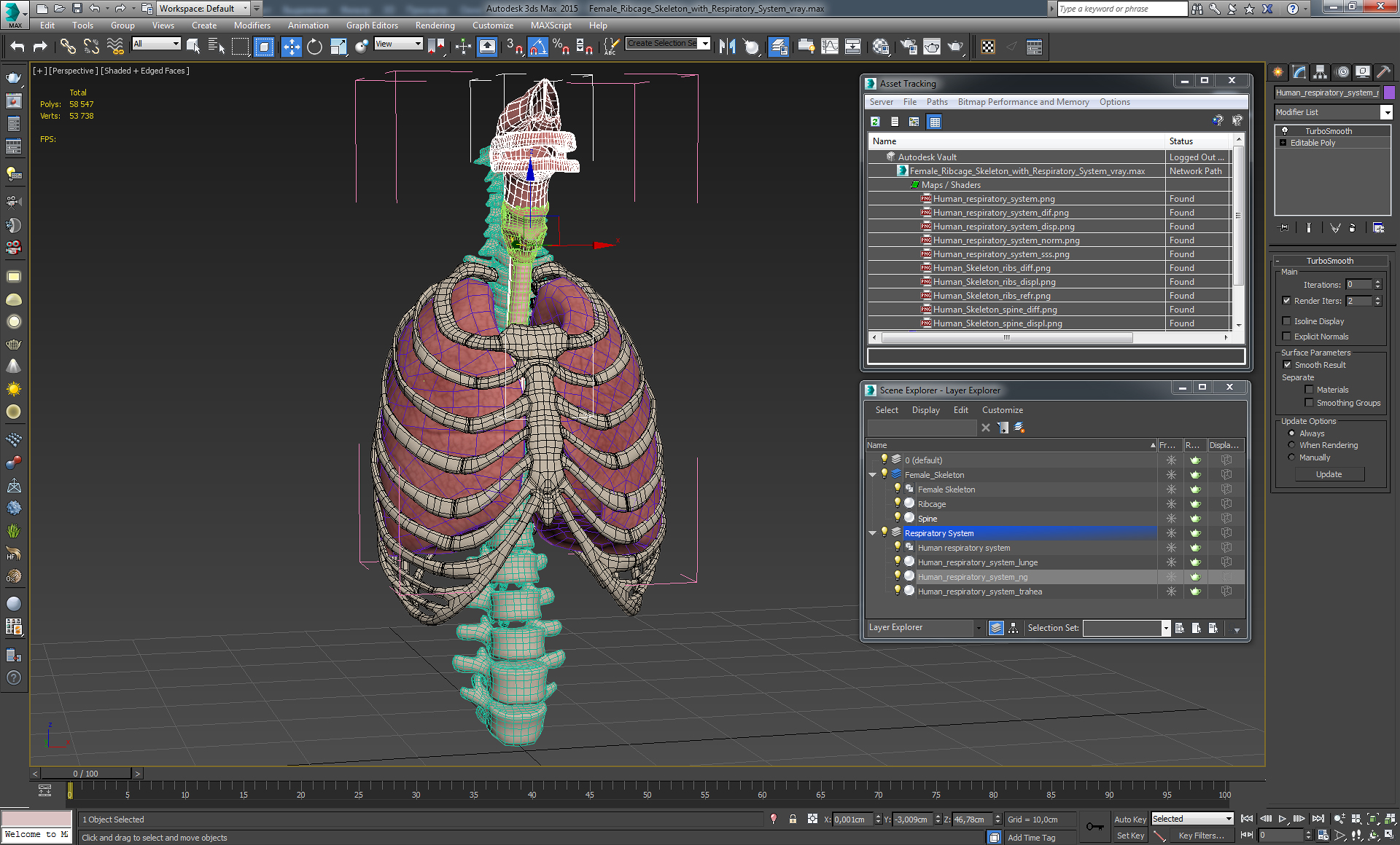 Female Ribcage Skeleton with Respiratory System 3D