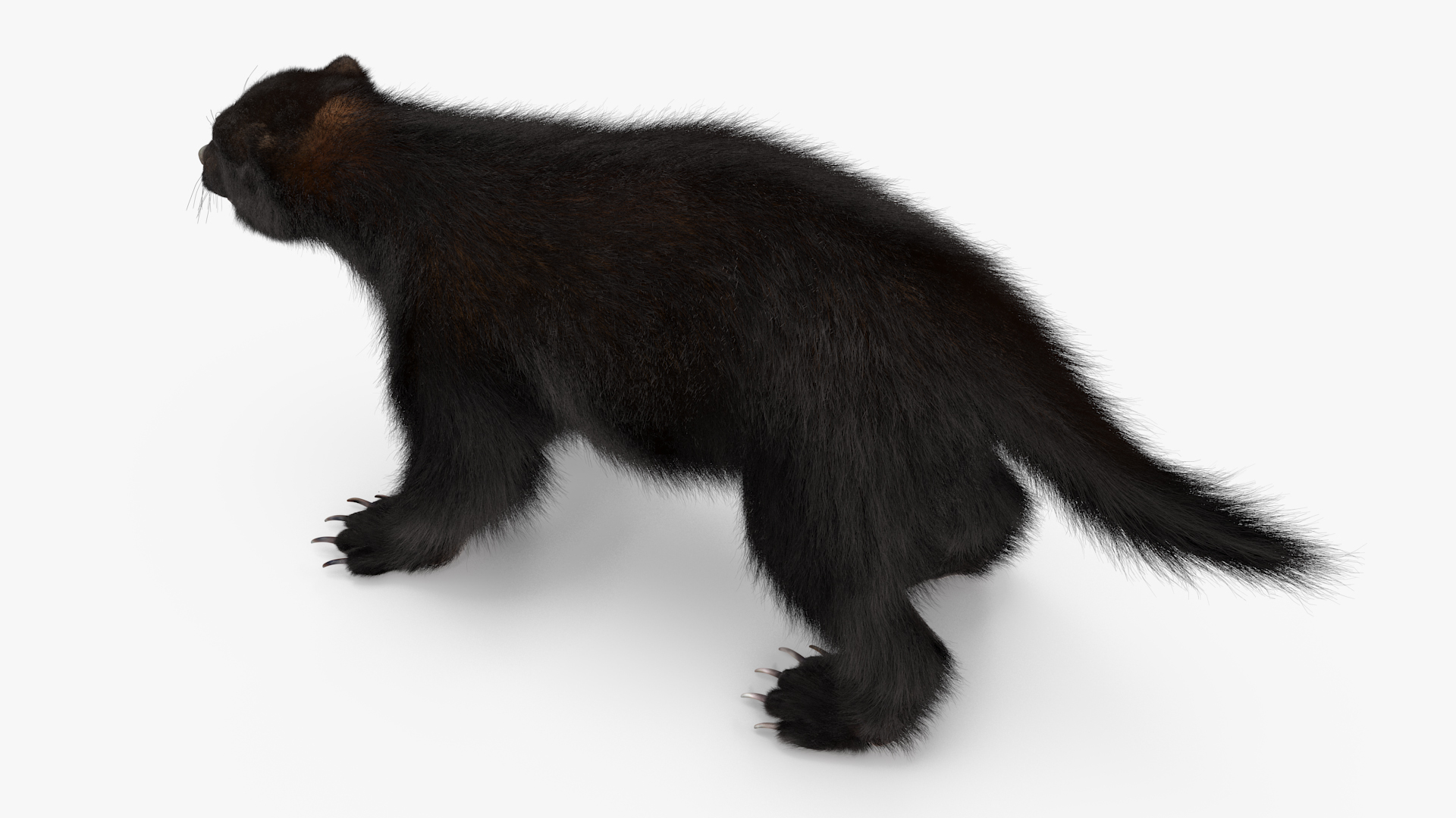 Wolverine Dark Color Fur 3D model