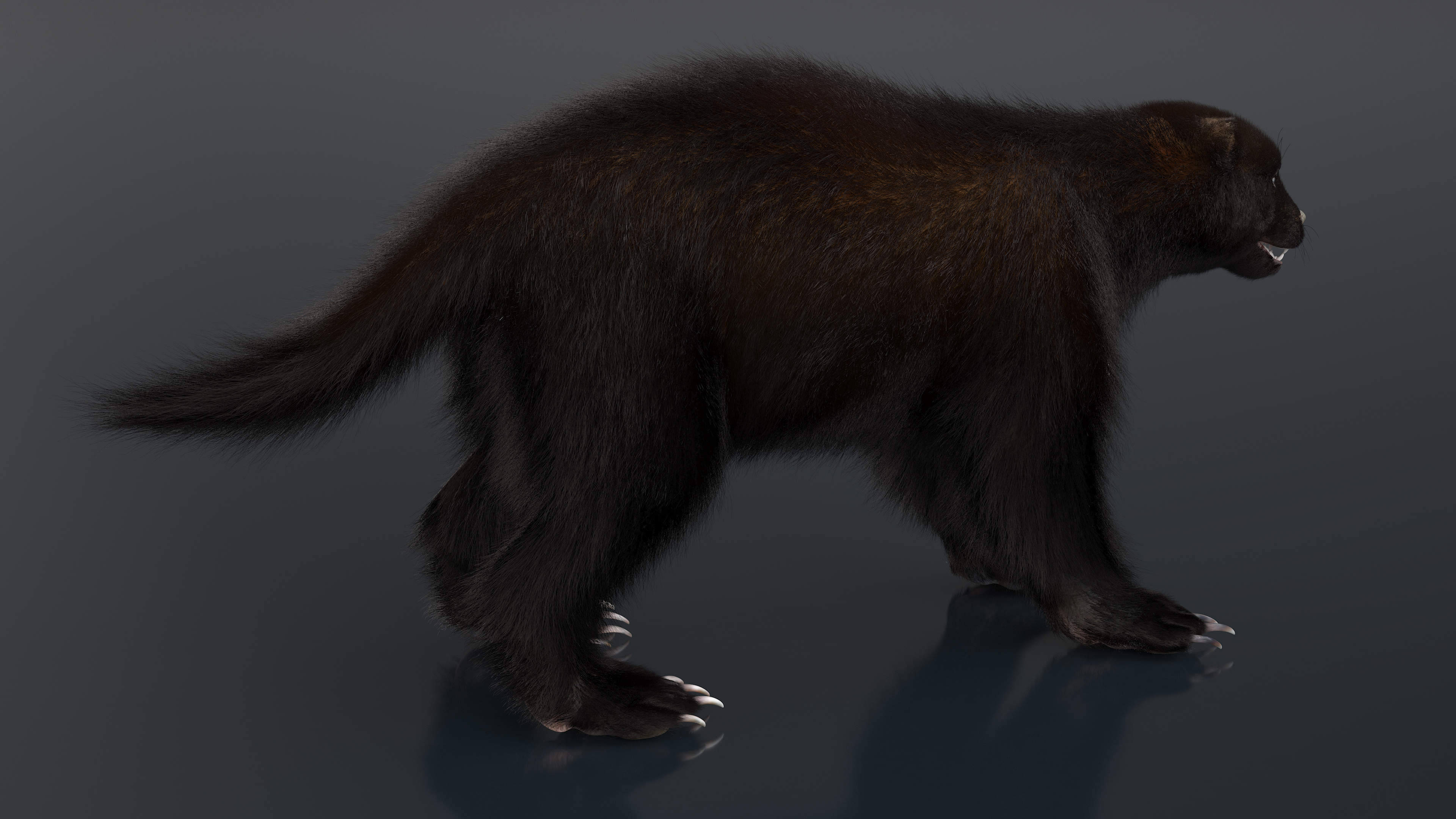 Wolverine Dark Color Fur 3D model