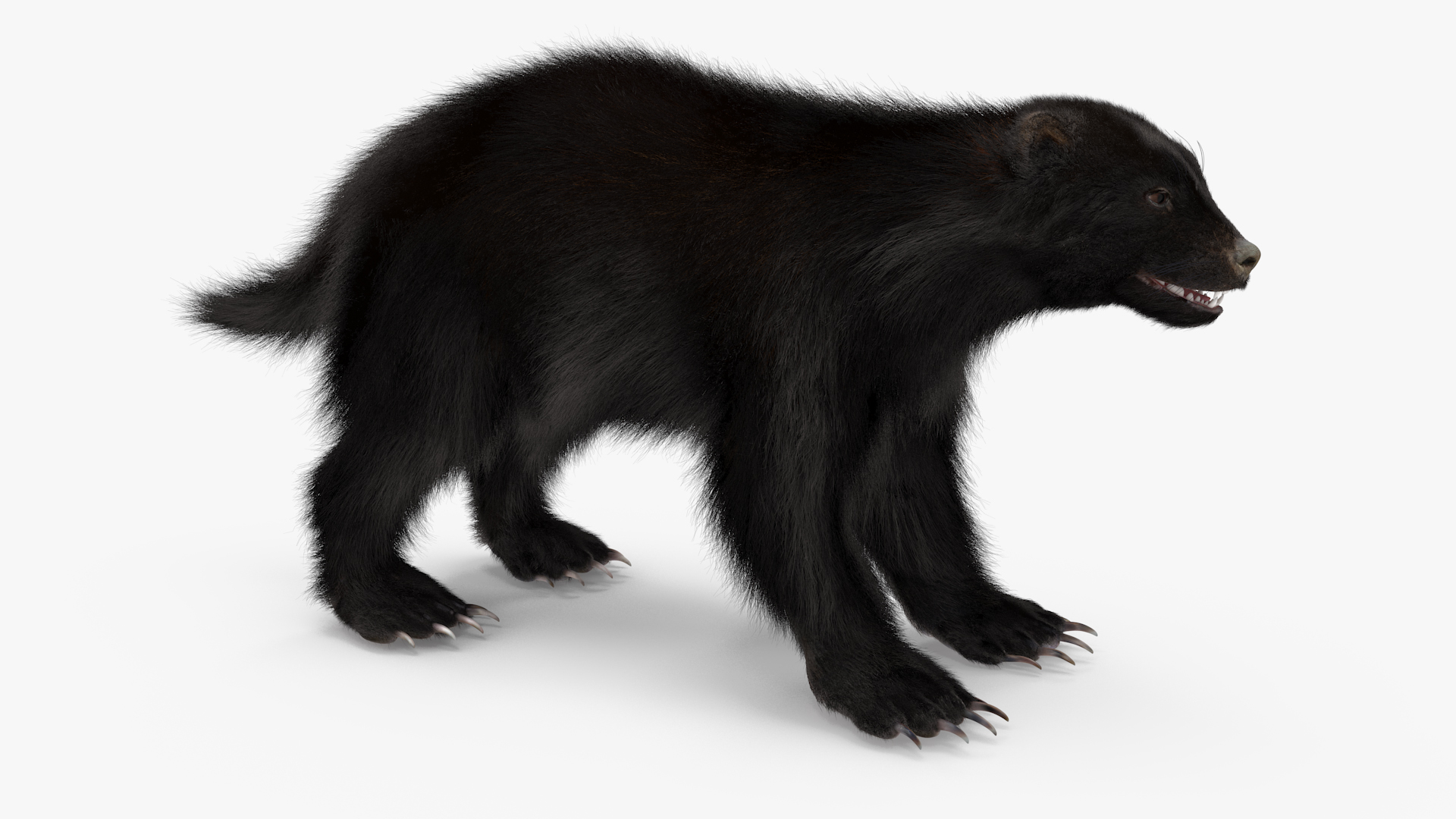 Wolverine Dark Color Fur 3D model