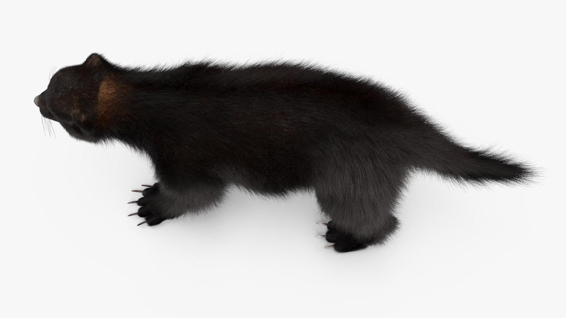 Wolverine Dark Color Fur 3D model