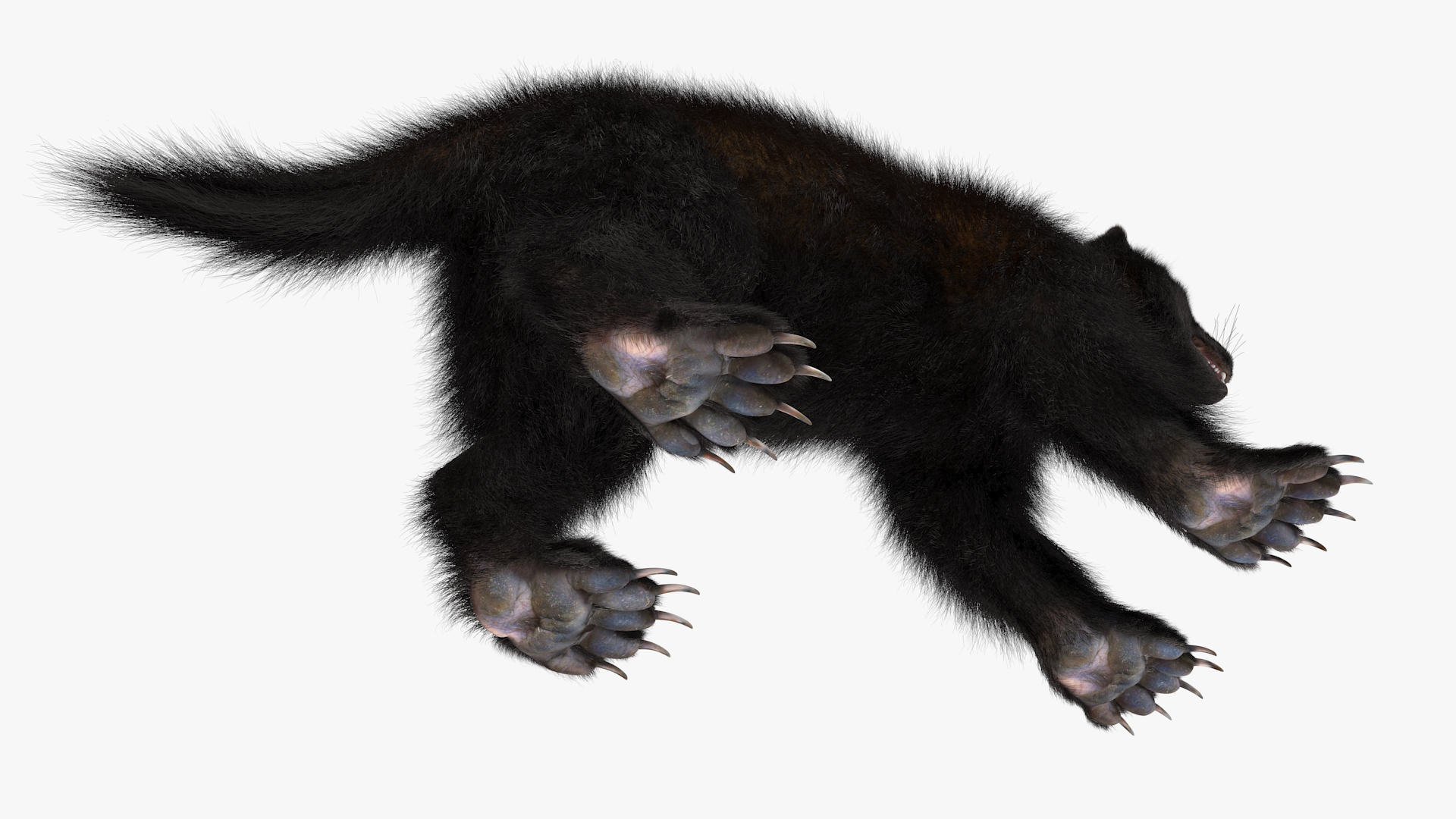 Wolverine Dark Color Fur 3D model