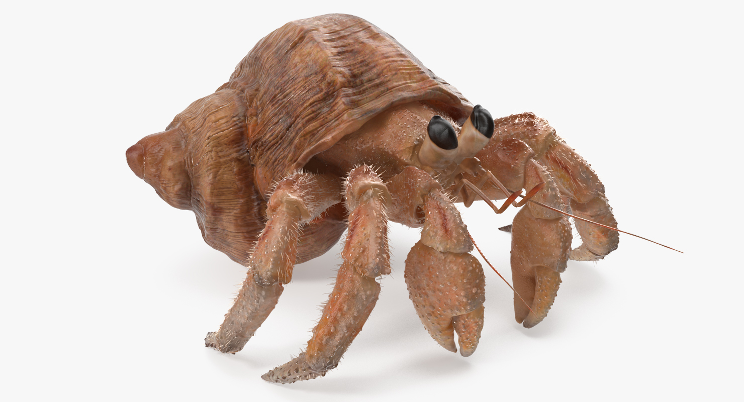 3D model Hermit Crab with Fur