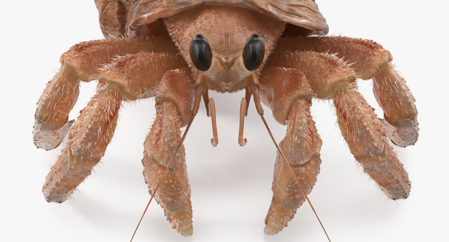 3D model Hermit Crab with Fur