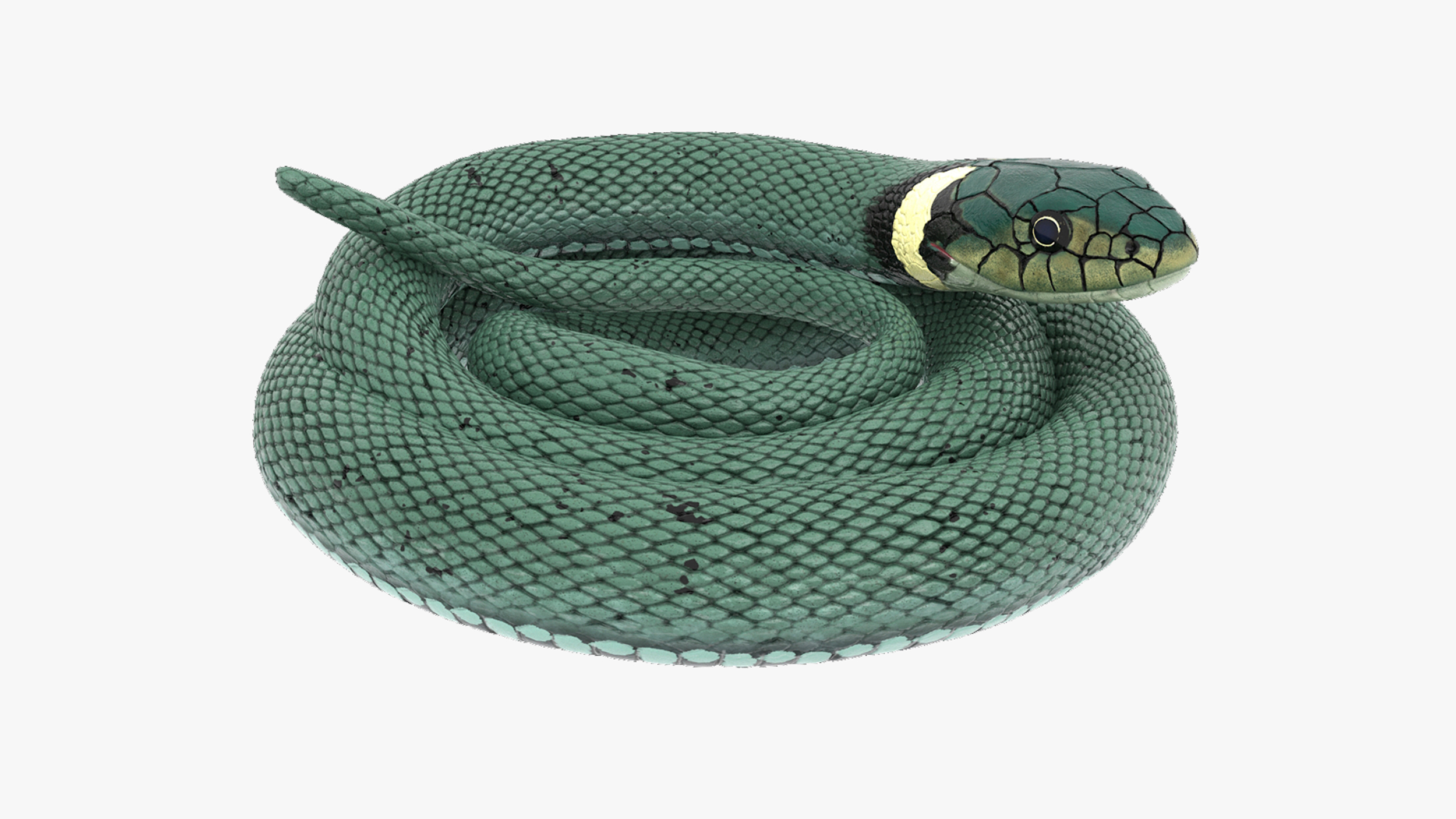 3D Grass Snake Green Rigged for Maya model