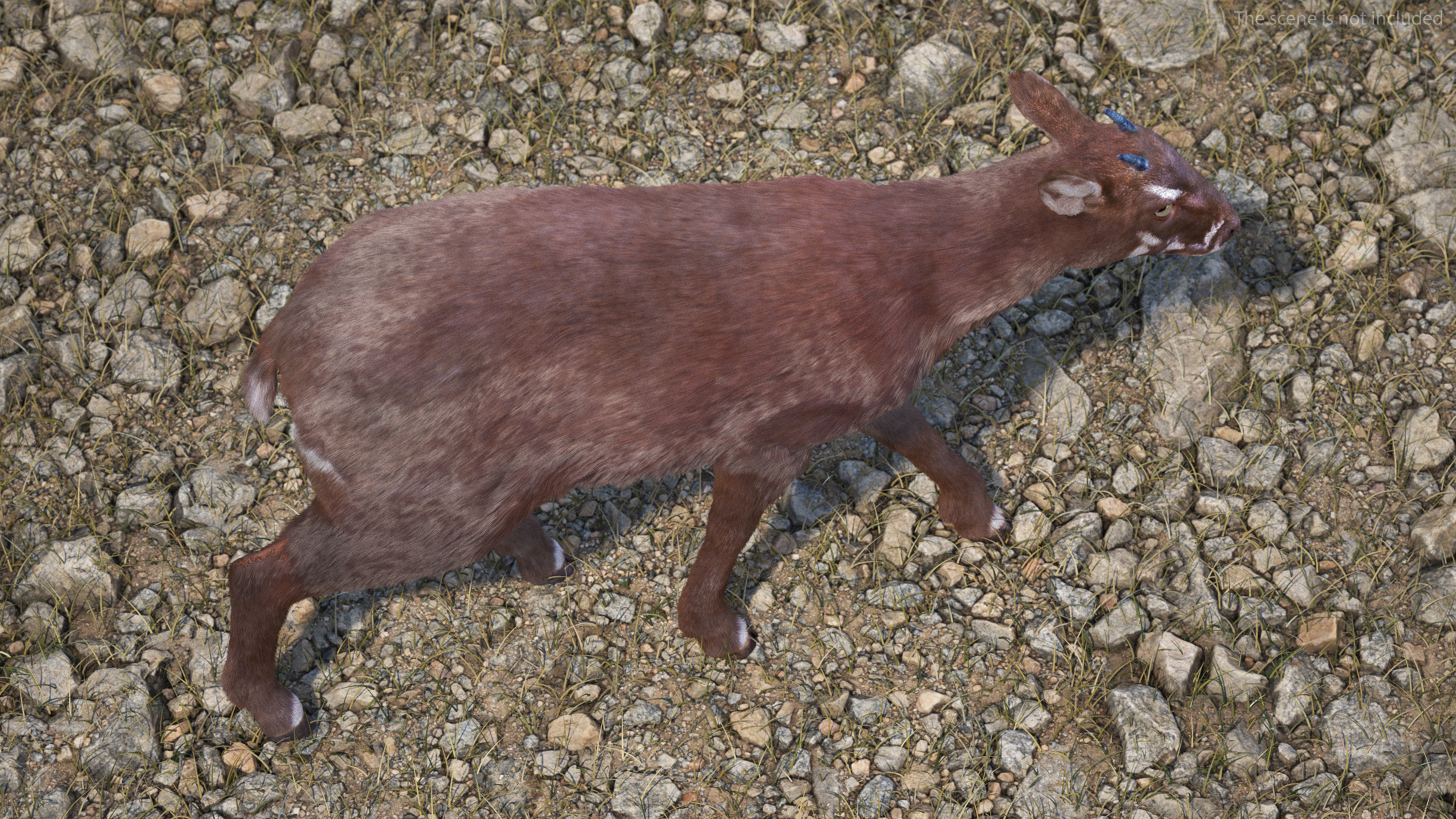 Saola Walking Pose Fur 3D