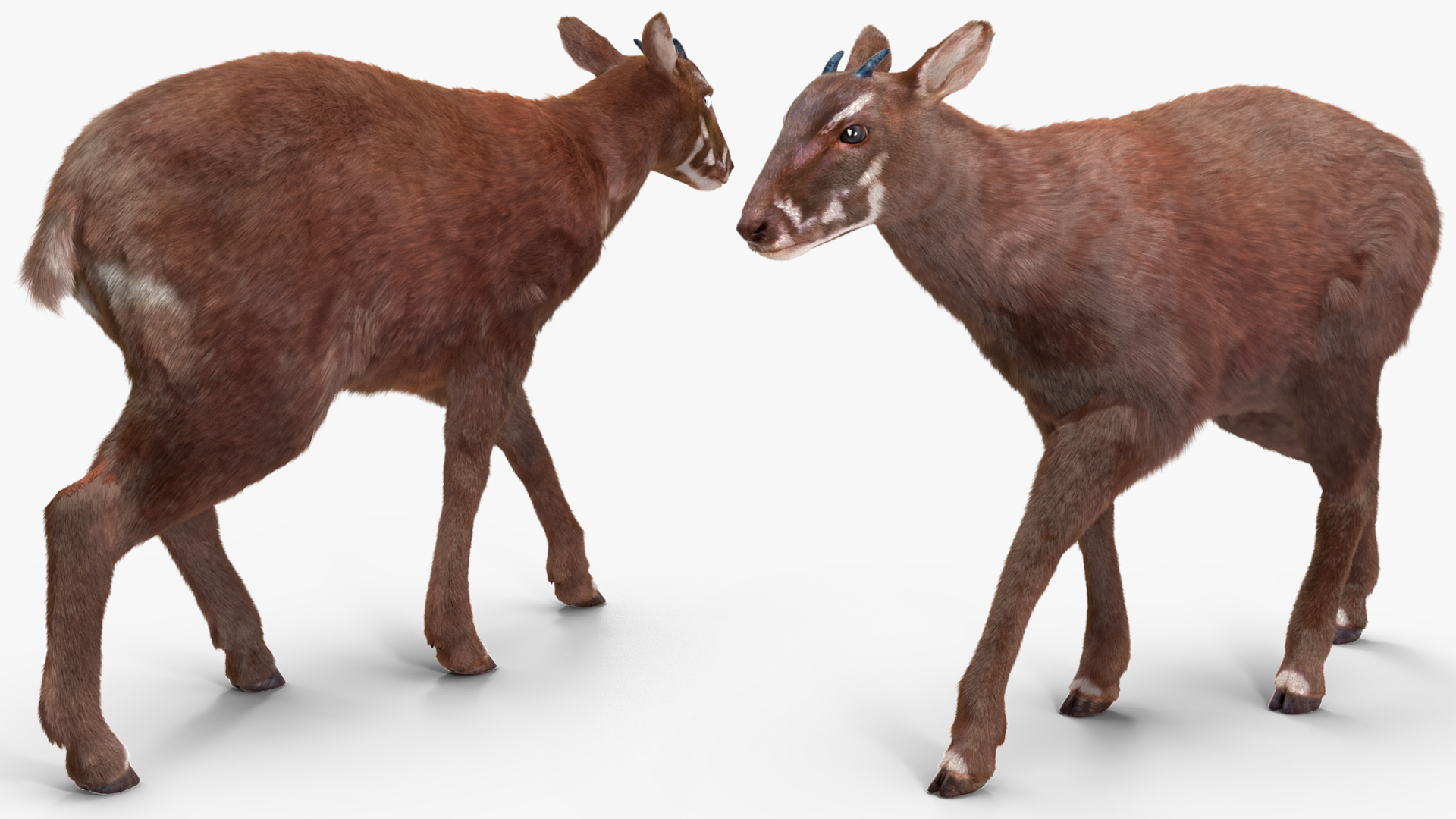 Saola Walking Pose Fur 3D