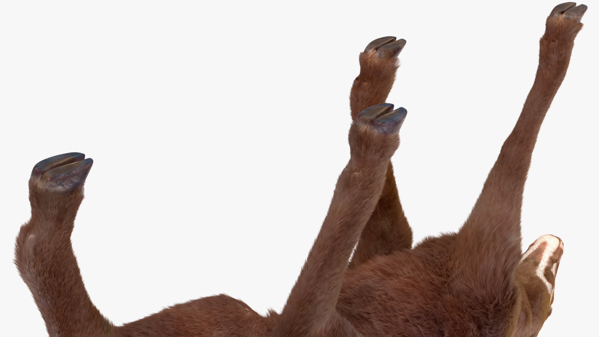 Saola Walking Pose Fur 3D