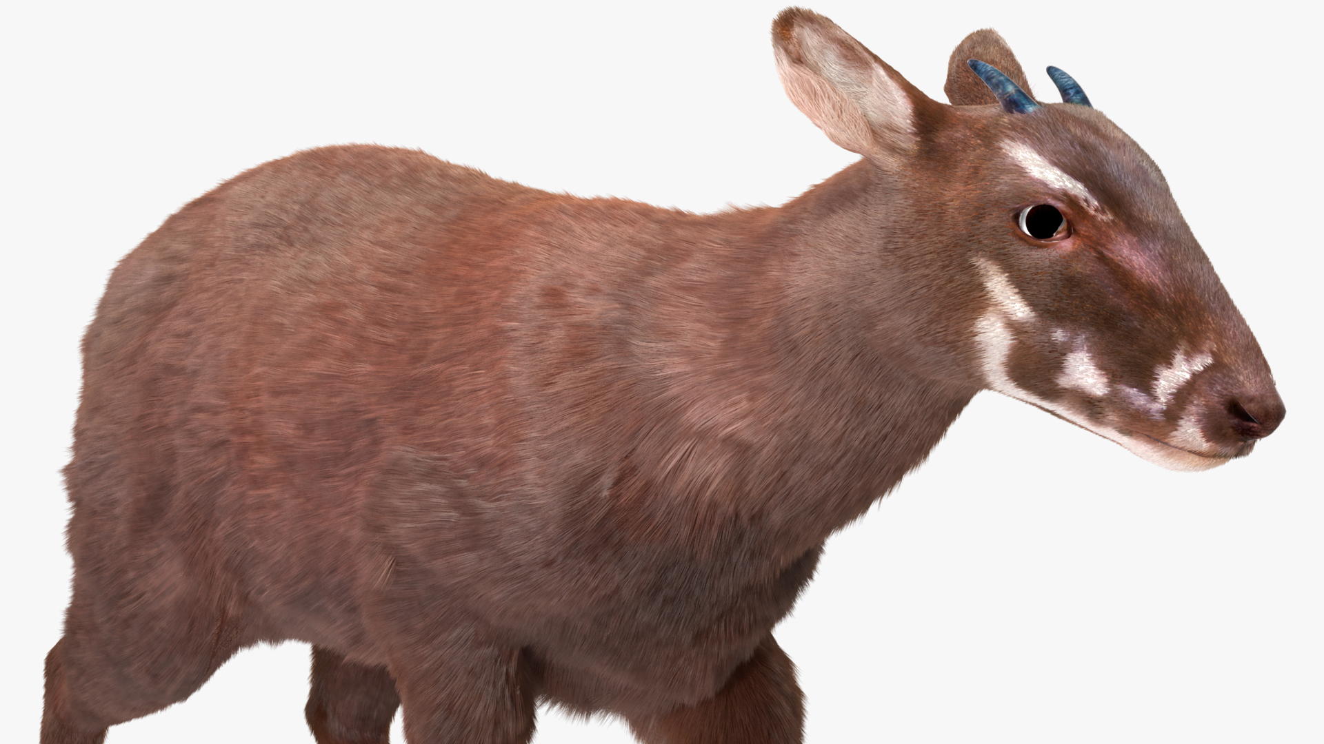 Saola Walking Pose Fur 3D
