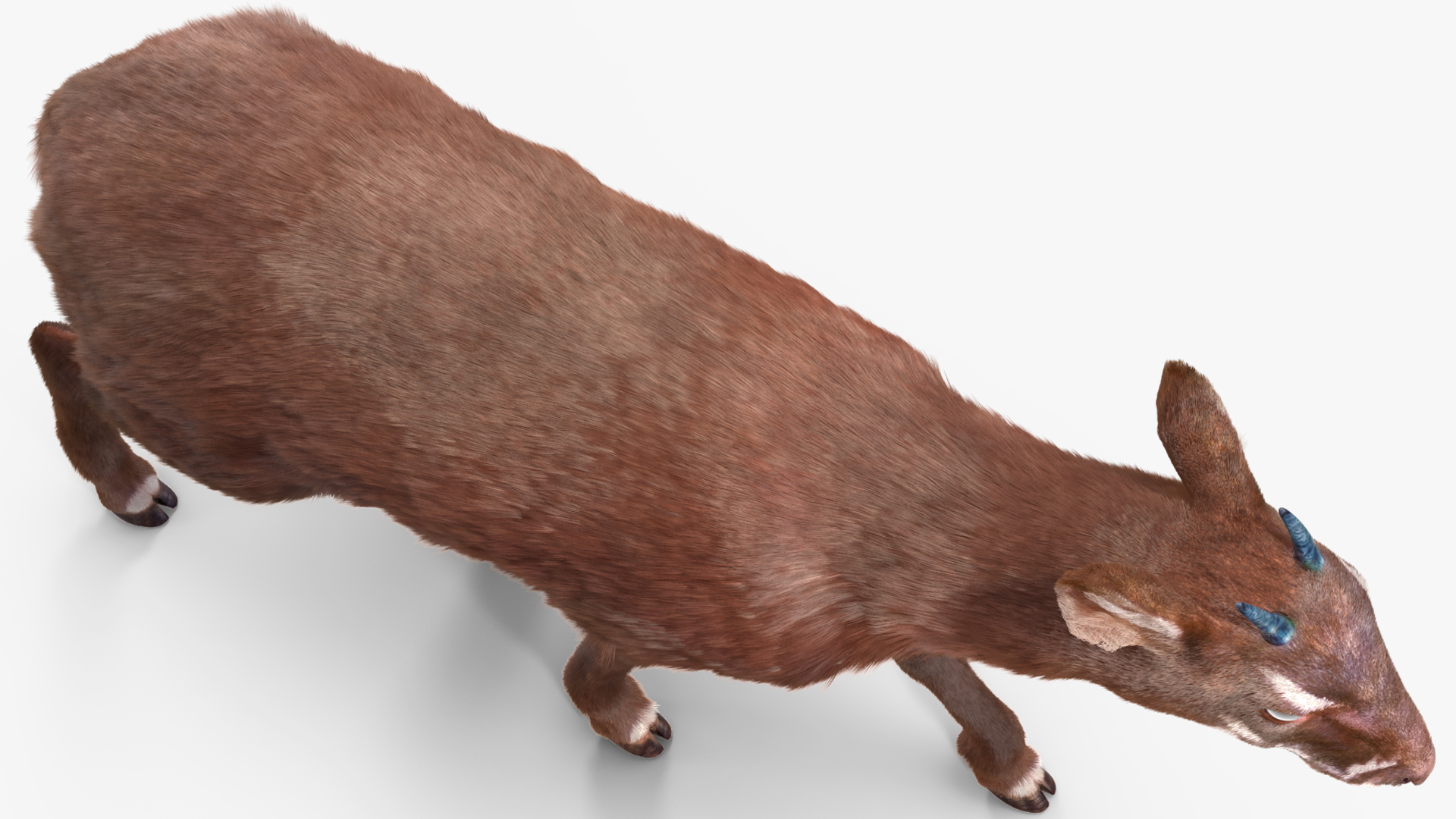 Saola Walking Pose Fur 3D