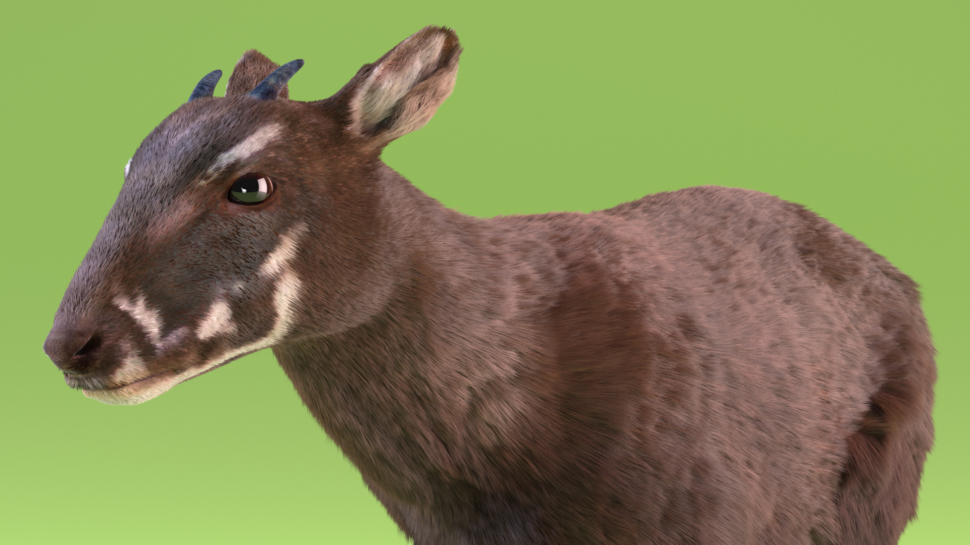 Saola Walking Pose Fur 3D
