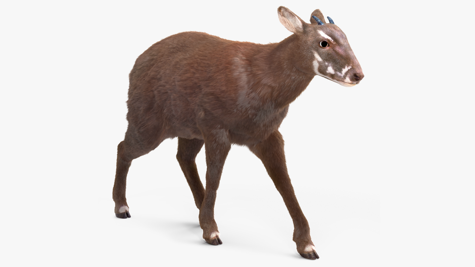 Saola Walking Pose Fur 3D