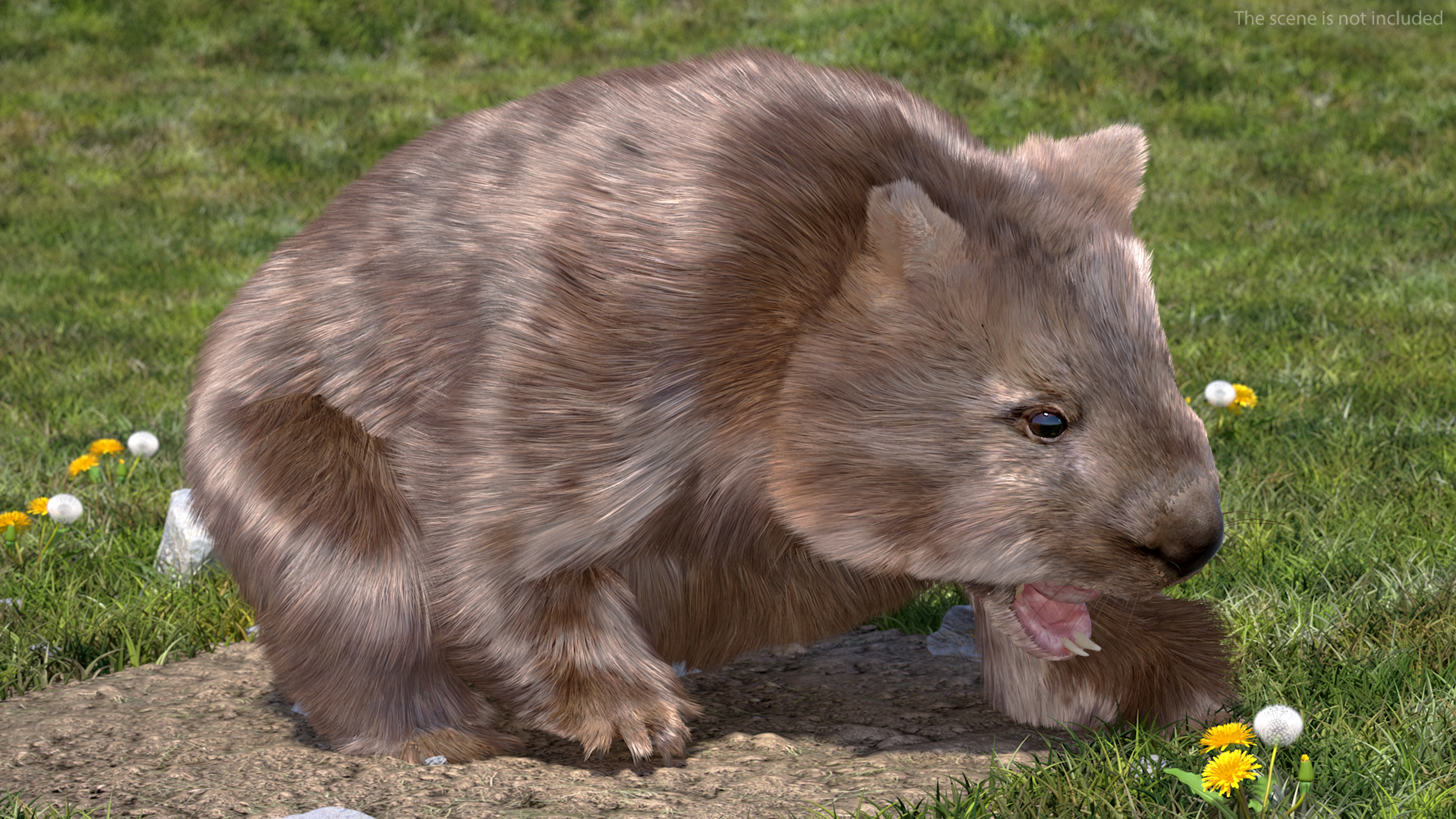 3D Brown Wombat Fur Rigged model