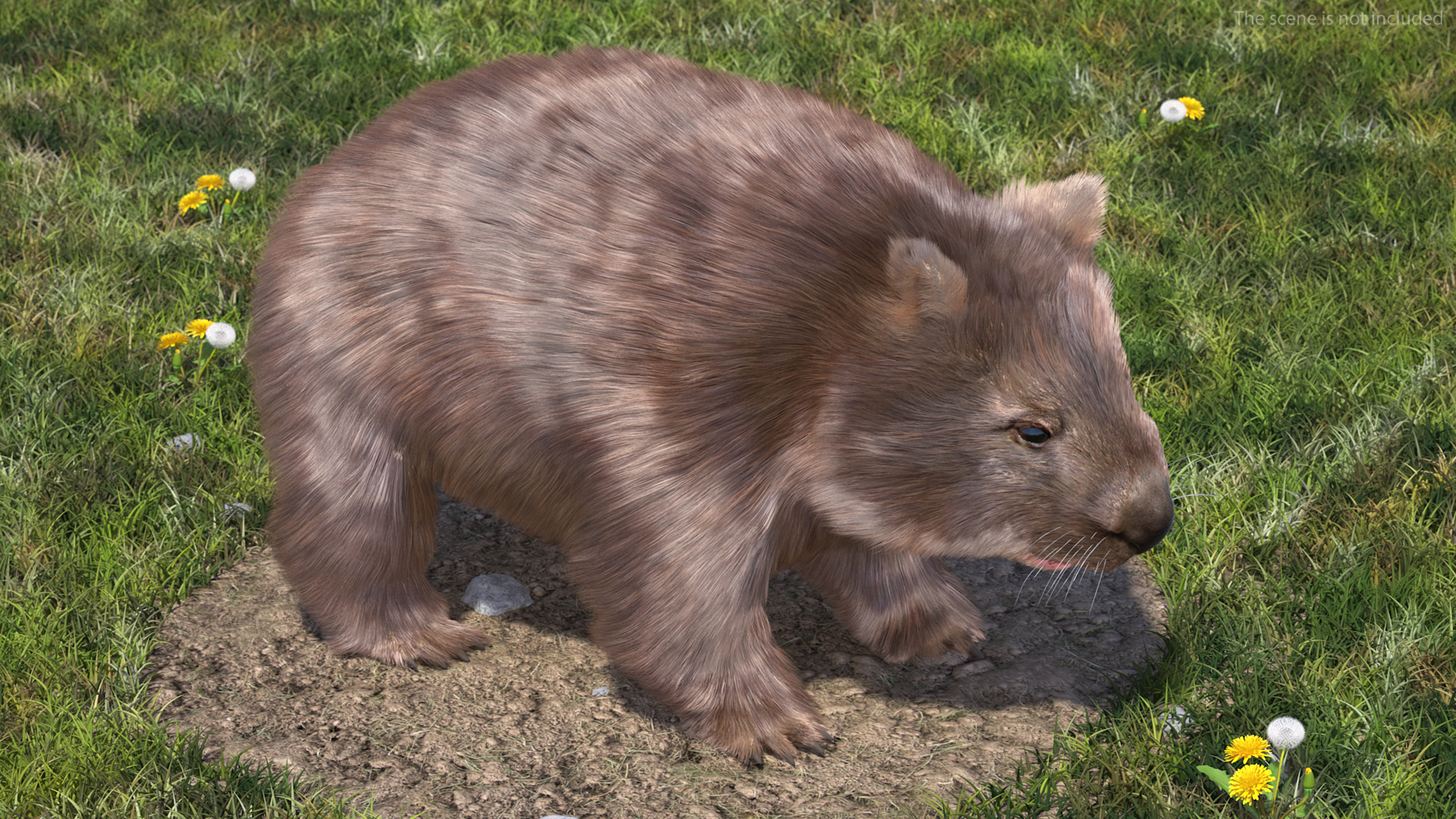 3D Brown Wombat Fur Rigged model