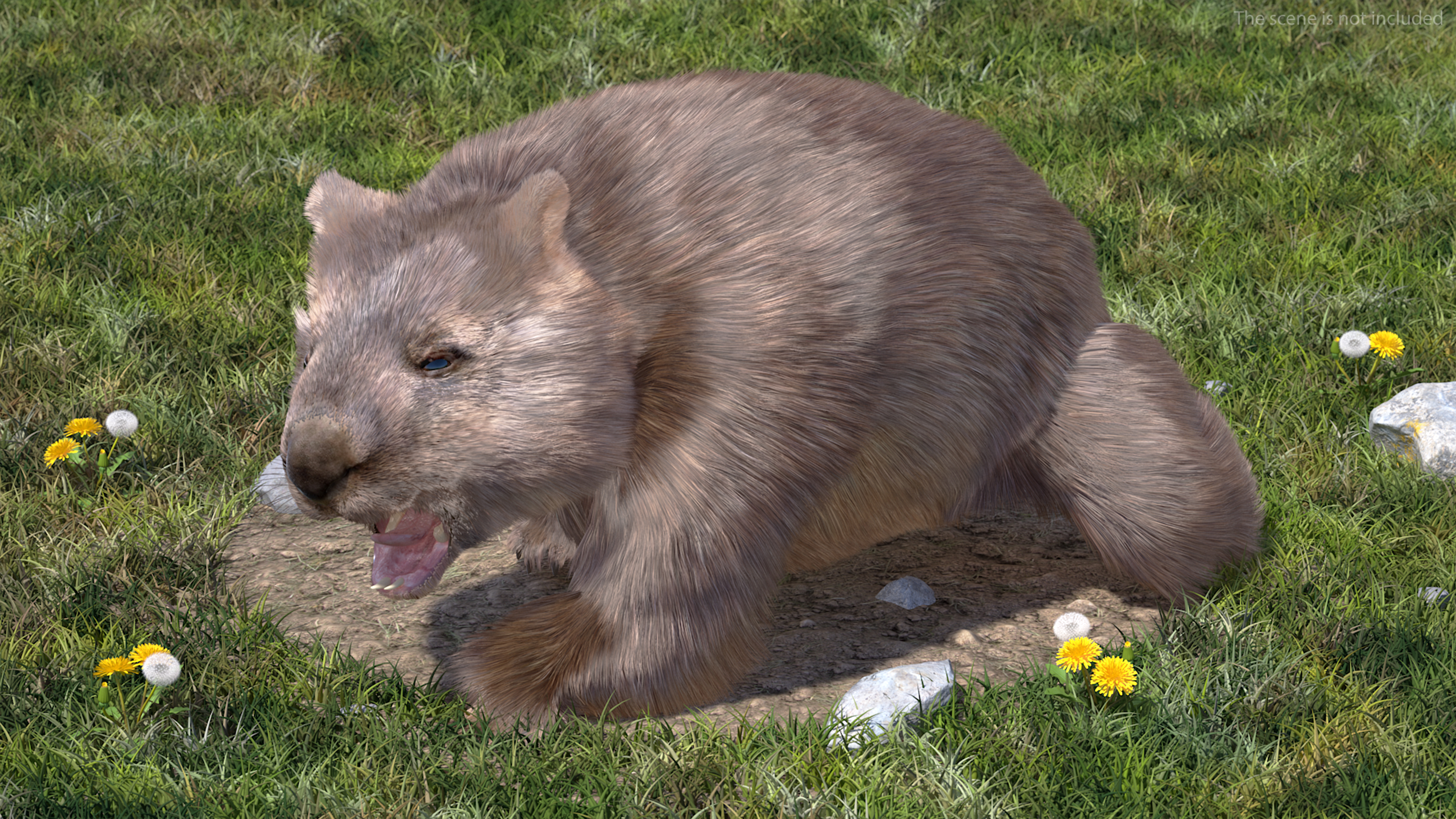 3D Brown Wombat Fur Rigged model