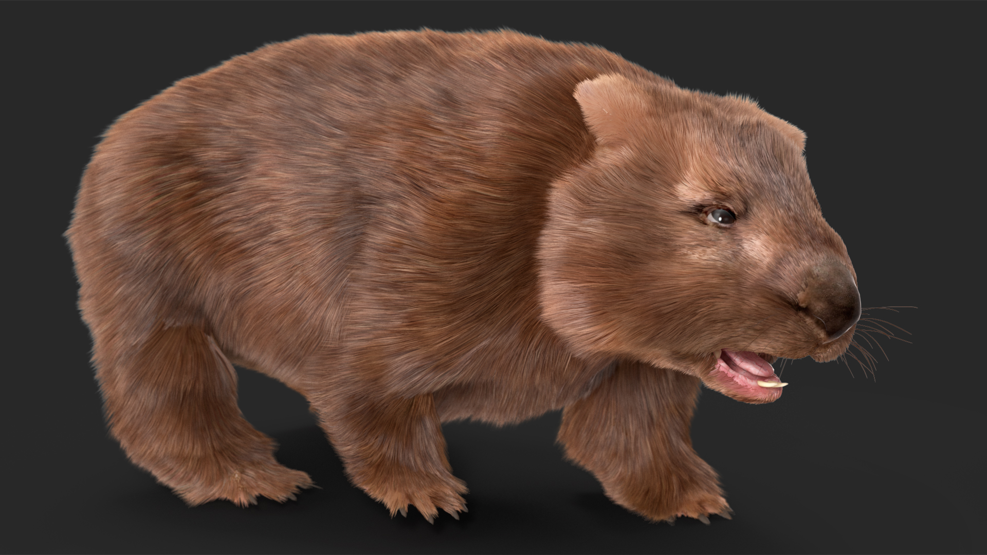 3D Brown Wombat Fur Rigged model