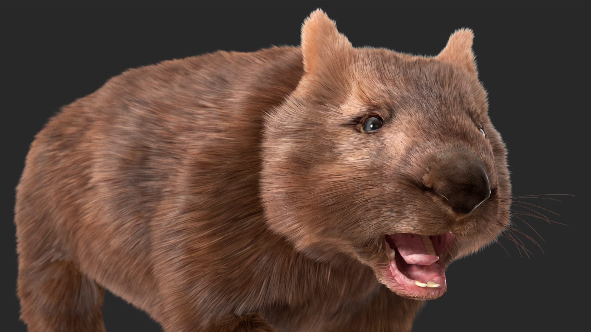 3D Brown Wombat Fur Rigged model