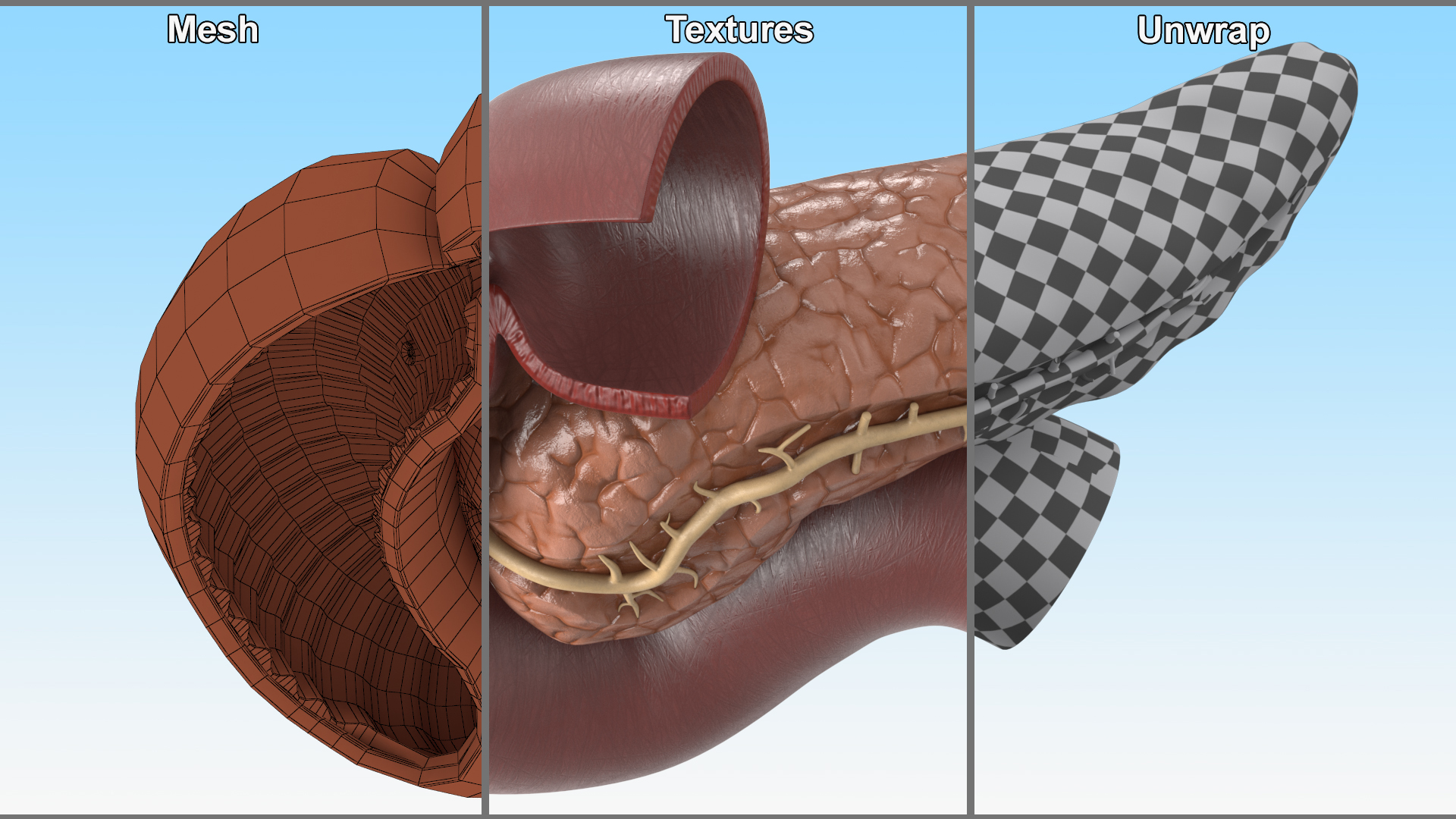 Plastic Model of Pancreas Cut 3D model