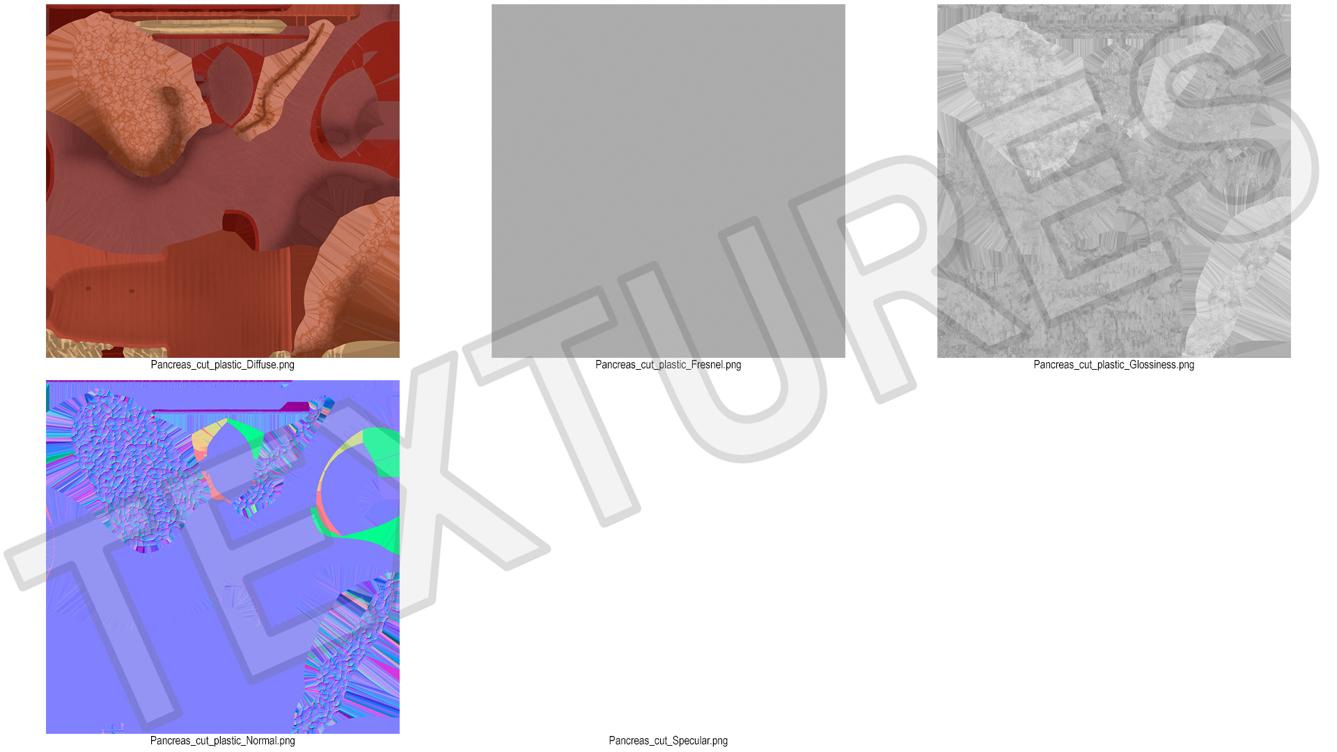 Plastic Model of Pancreas Cut 3D model