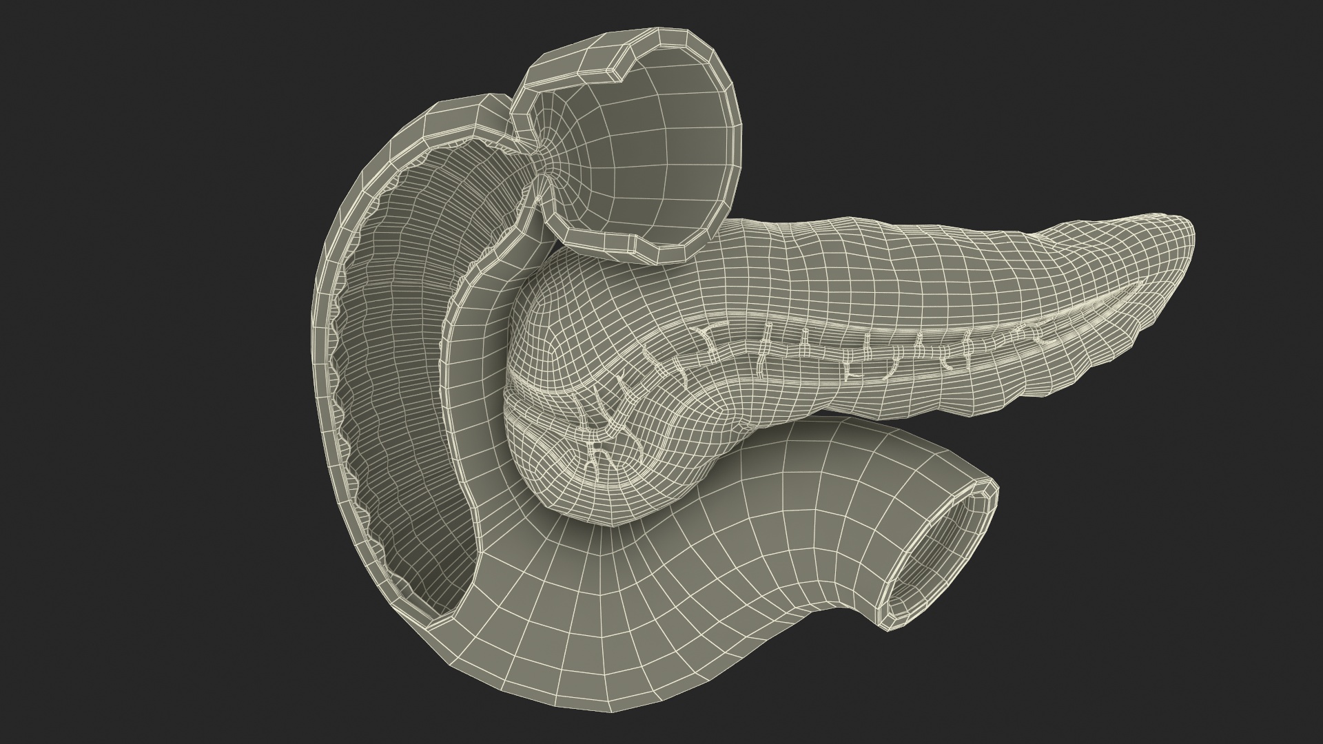 Plastic Model of Pancreas Cut 3D model