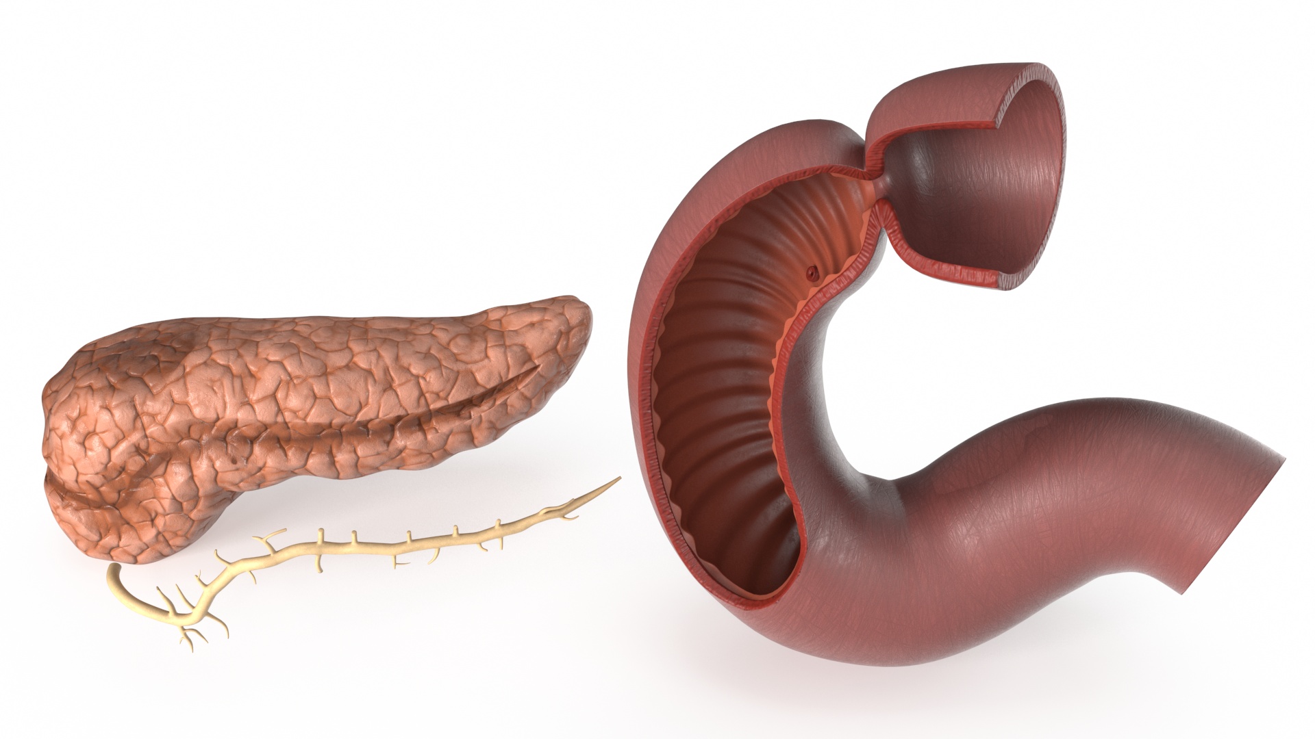 Plastic Model of Pancreas Cut 3D model