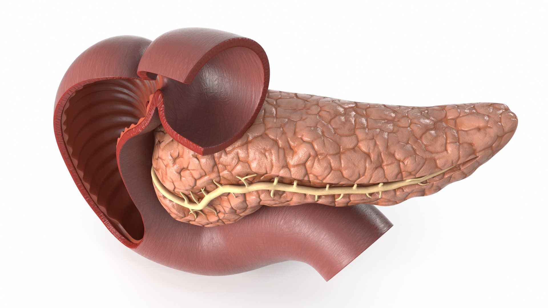 Plastic Model of Pancreas Cut 3D model