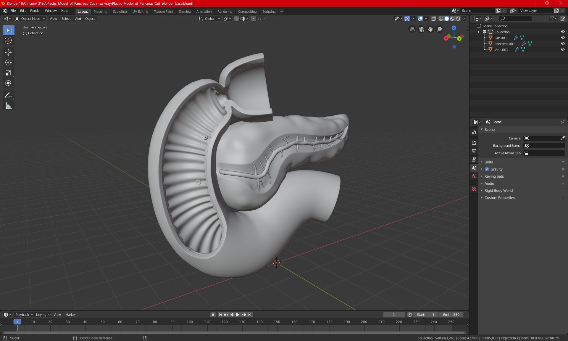 Plastic Model of Pancreas Cut 3D model