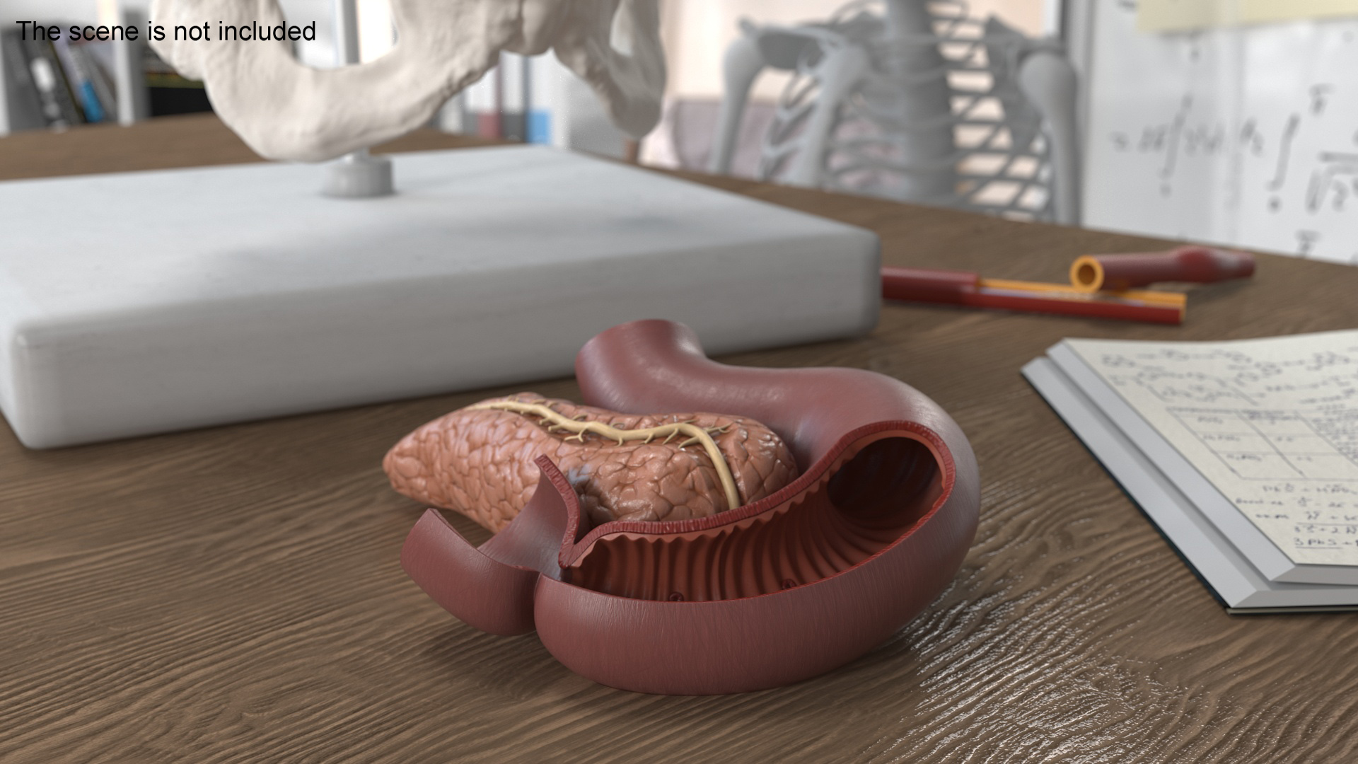 Plastic Model of Pancreas Cut 3D model