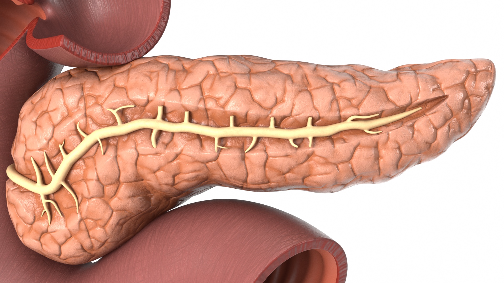 Plastic Model of Pancreas Cut 3D model