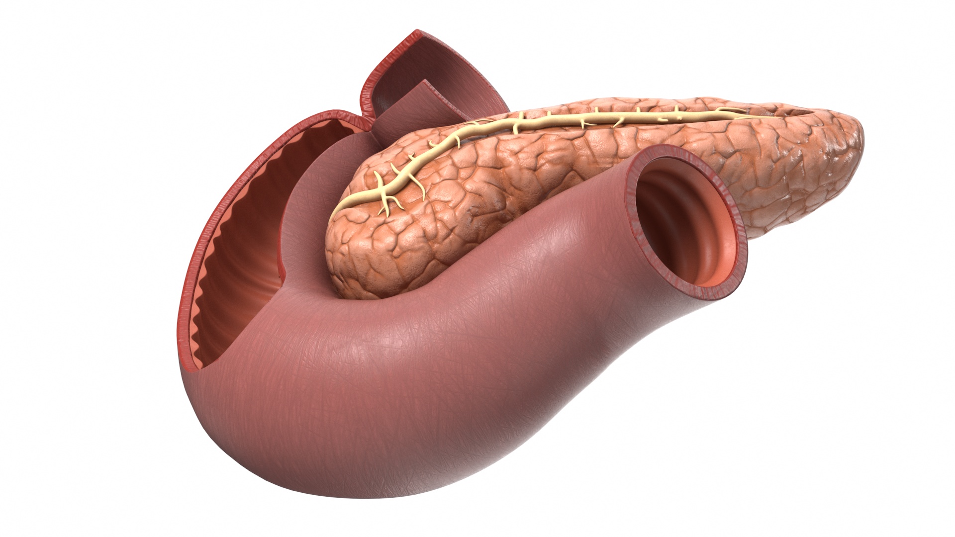 Plastic Model of Pancreas Cut 3D model