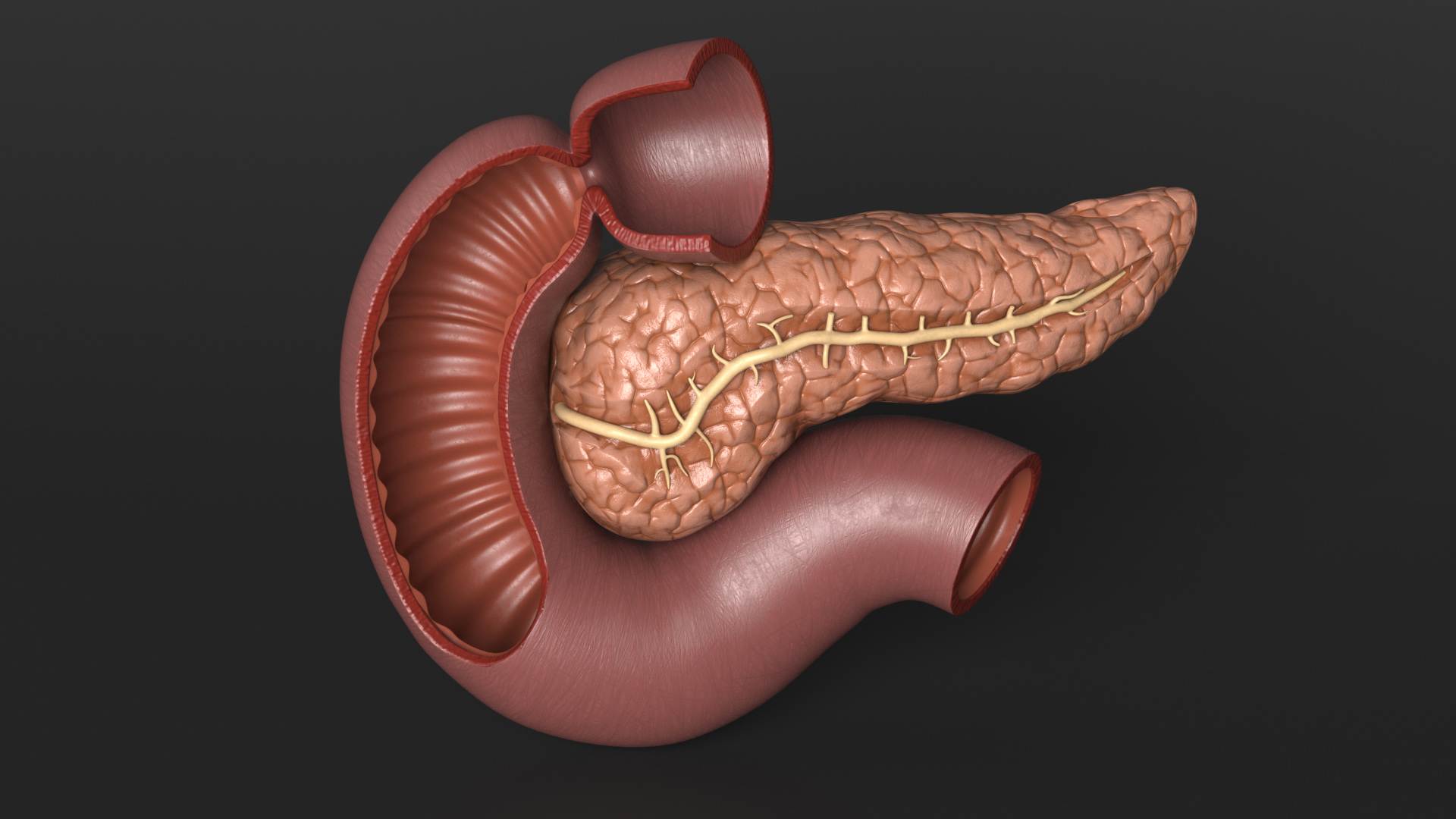 Plastic Model of Pancreas Cut 3D model