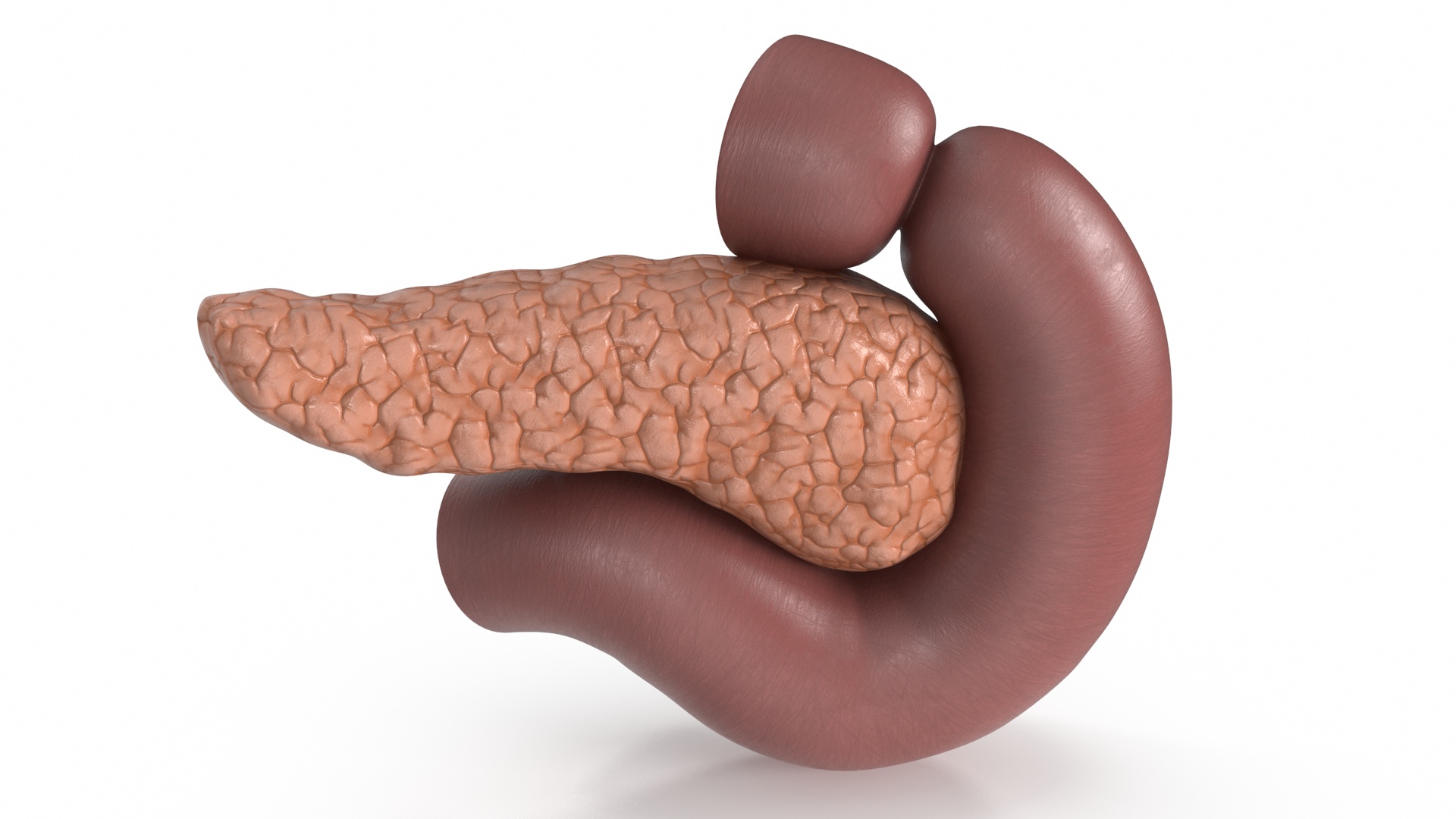 Plastic Model of Pancreas Cut 3D model