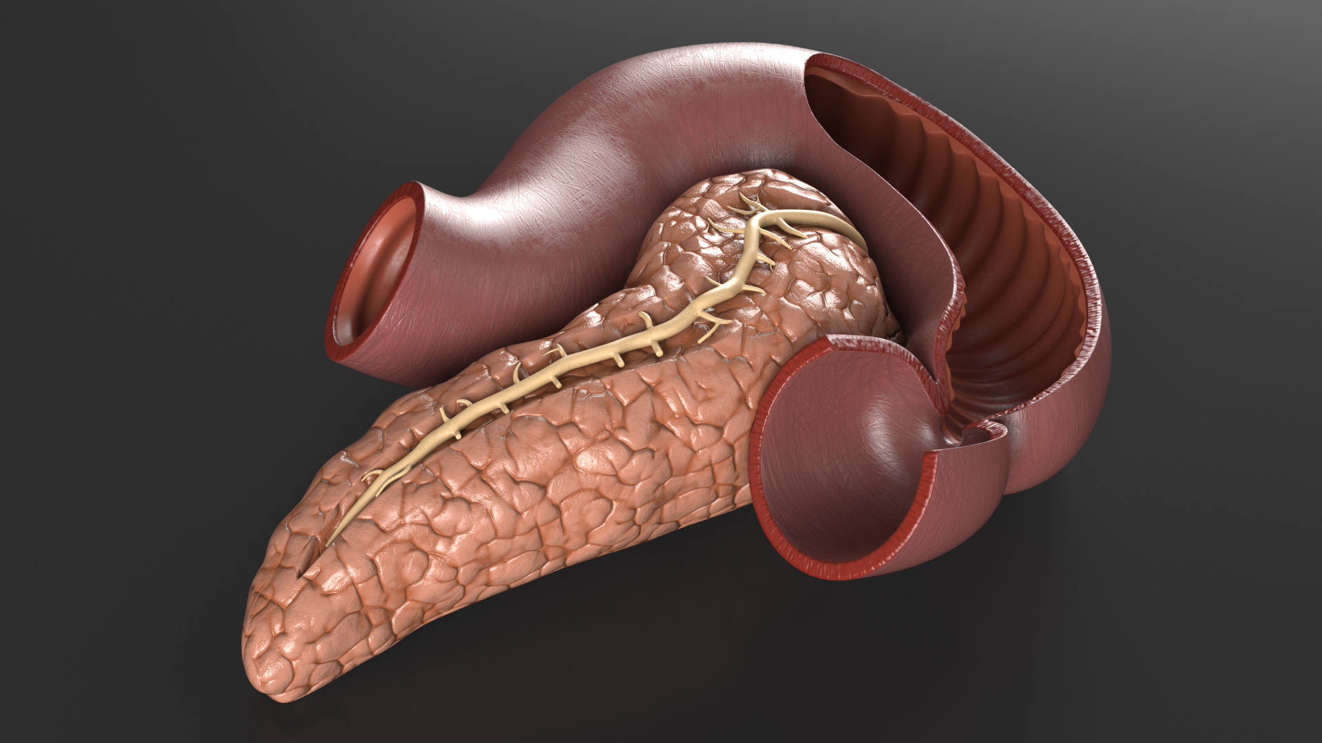 Plastic Model of Pancreas Cut 3D model