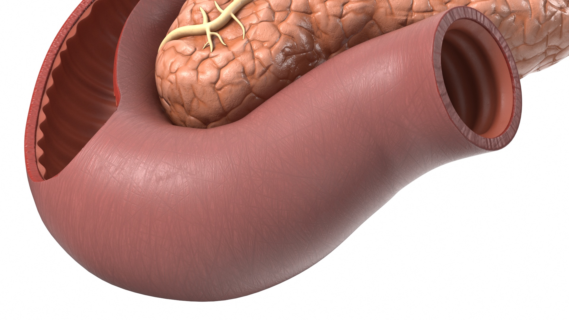 Plastic Model of Pancreas Cut 3D model
