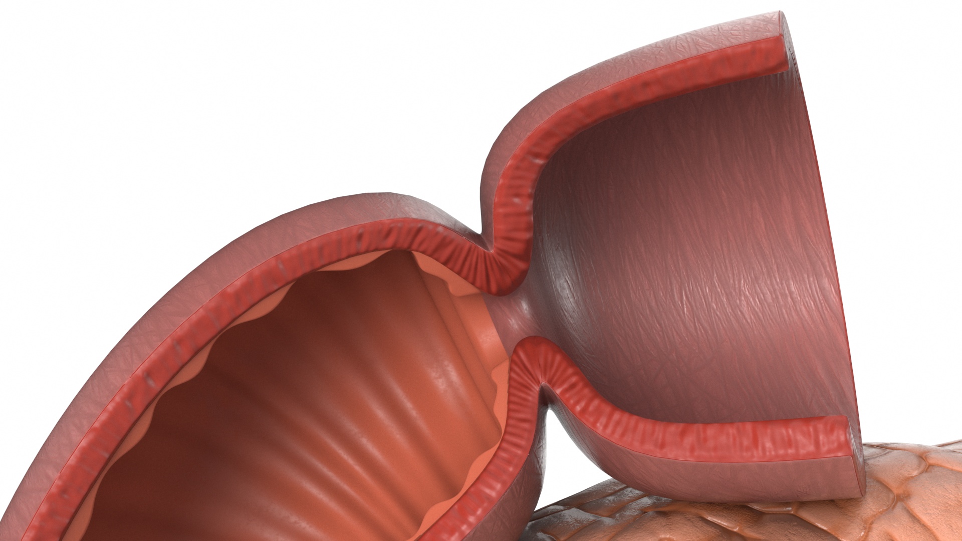 Plastic Model of Pancreas Cut 3D model