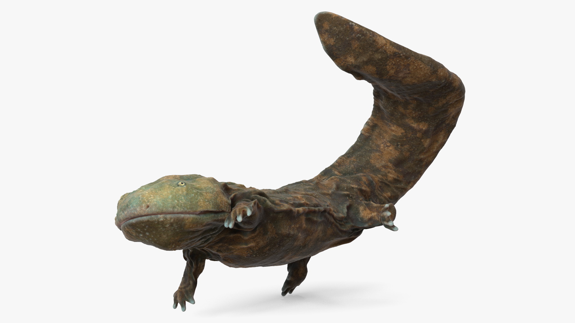 Aquatic Giant Salamander Light Swimming 3D model