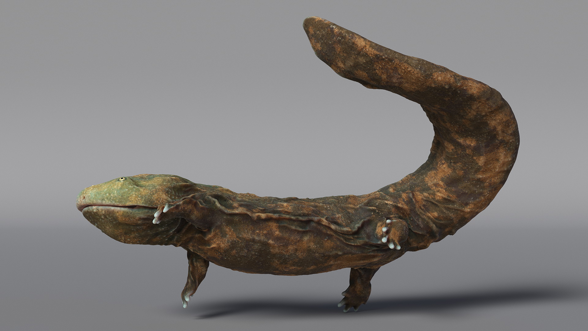 Aquatic Giant Salamander Light Swimming 3D model