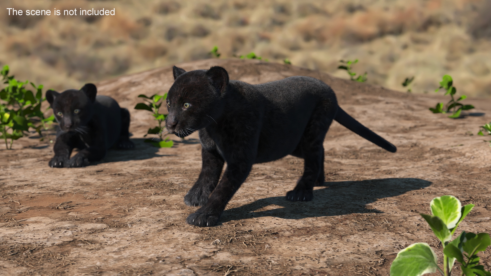 3D model Panther Cub Wary Pose Fur