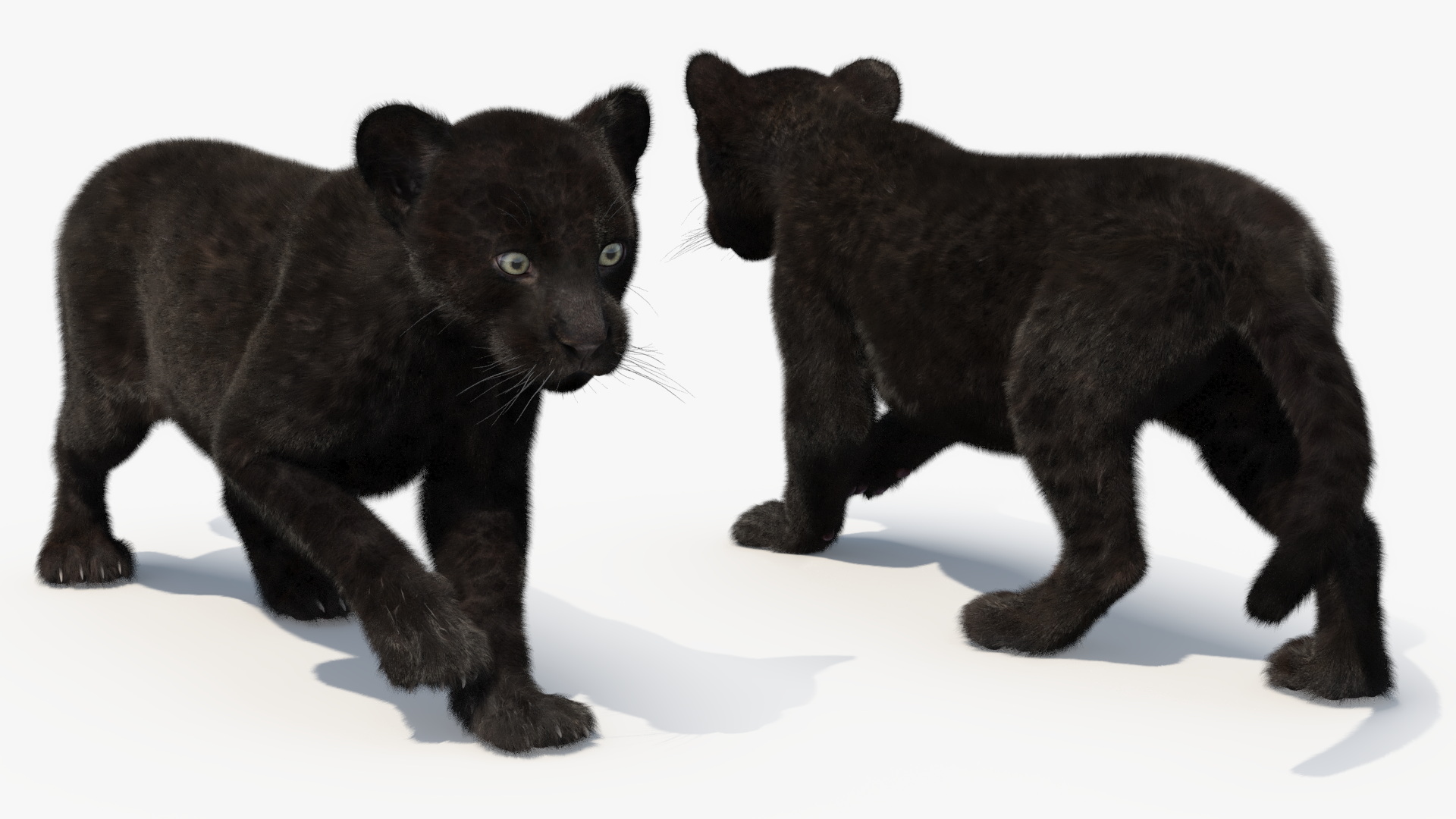 3D model Panther Cub Wary Pose Fur