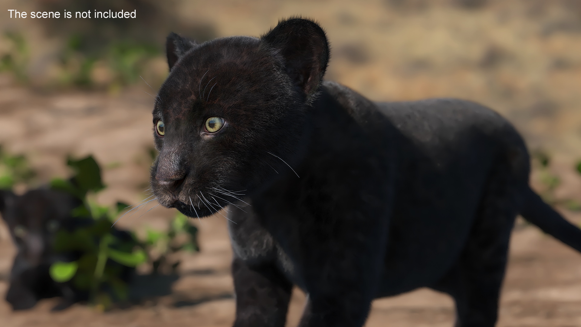 3D model Panther Cub Wary Pose Fur