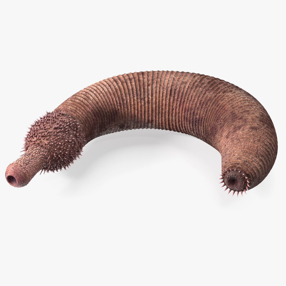3D Ottoia Relict Marine Worm Rigged for Maya