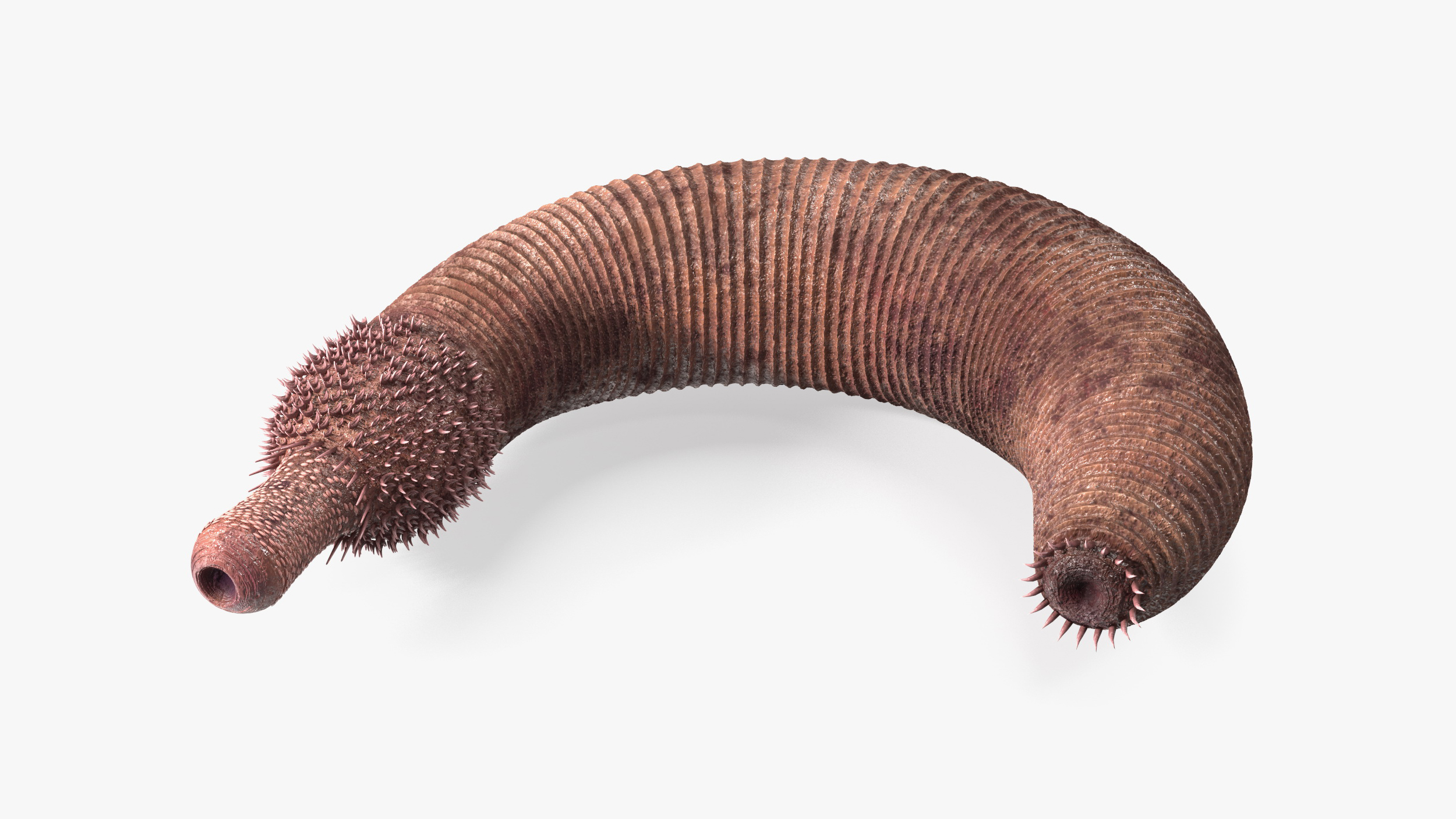 3D Ottoia Relict Marine Worm Rigged for Maya